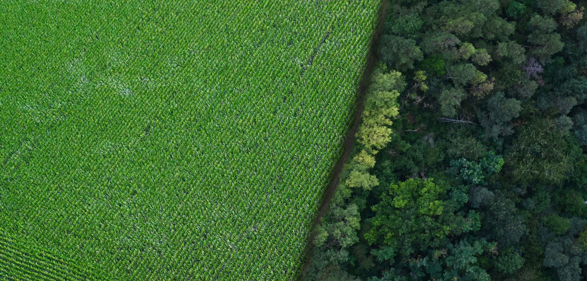 experiential travel | travel guide | travel inspiration | slow travel | adventure travel | nature travel | unique travel experiences | eco travel | sustainable travel | eco lodges | landscape hotels | room and wild | The botanist gin | Reforestation