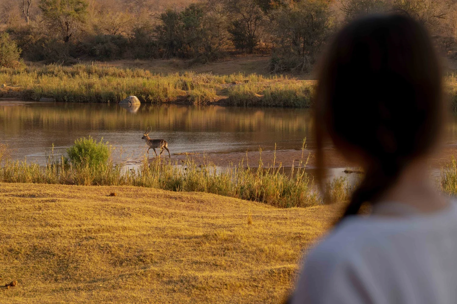 South Africa Hotel | Wellness Hotel | Landscape Hotel | Nature Hotel | Safari Hotel | Kruger National Park | Peter Eastwood | Conservation | Koru Camp | Sashwa River of Stars