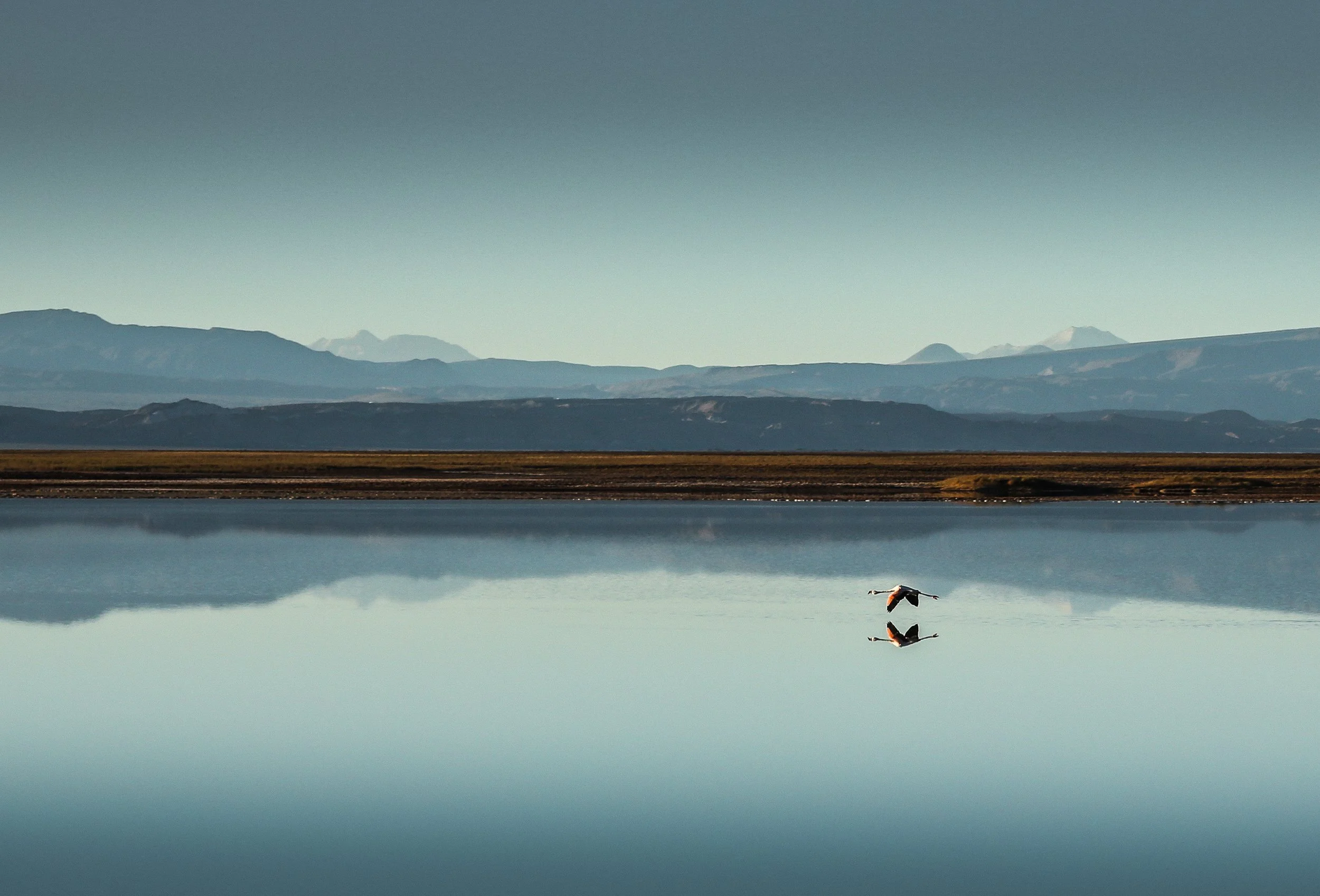 Adventure Travel | Wildlife Photography | landscape Photography | Slow travel | Eco travel | eco hotel  | landscape hotel | nature hotel | nature destination | room and wild | Chile luxury Hotel | Atacama Desert | Awasi Atacama