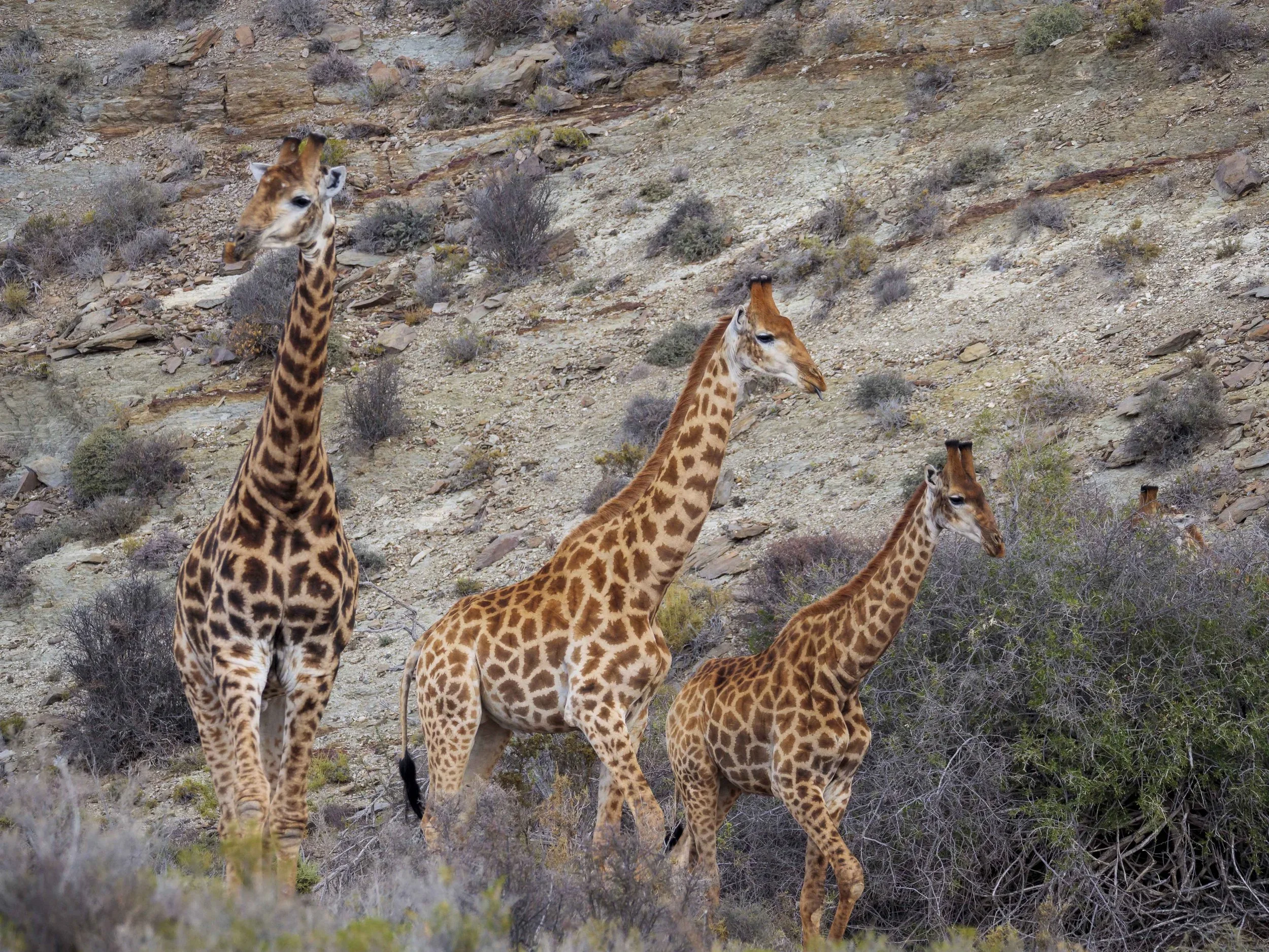 Family Hotels | Multigenerational travel | family travel| Eco travel | eco hotel | Slow travel | landscape hotel | nature hotel | nature destination | room and wild | South Africa luxury Hotel | Safari Hotel | Sanbona Wildlife Reserve
