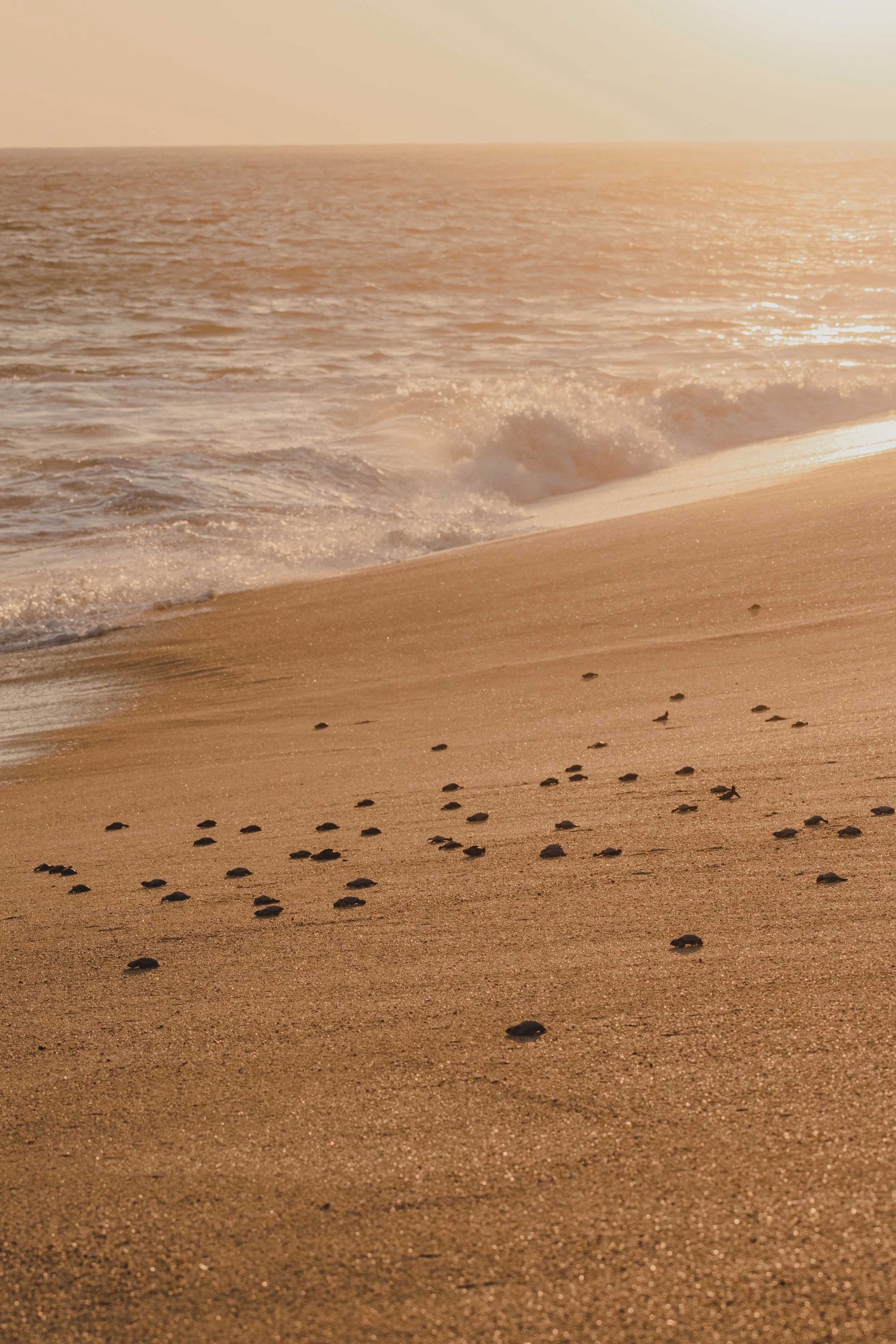 experiential travel | travel guide | travel inspiration | slow travel | adventure travel | nature travel | unique travel experiences | eco travel | sustainable travel | eco lodges | landscape hotels | room and wild | The botanist gin | Mexico