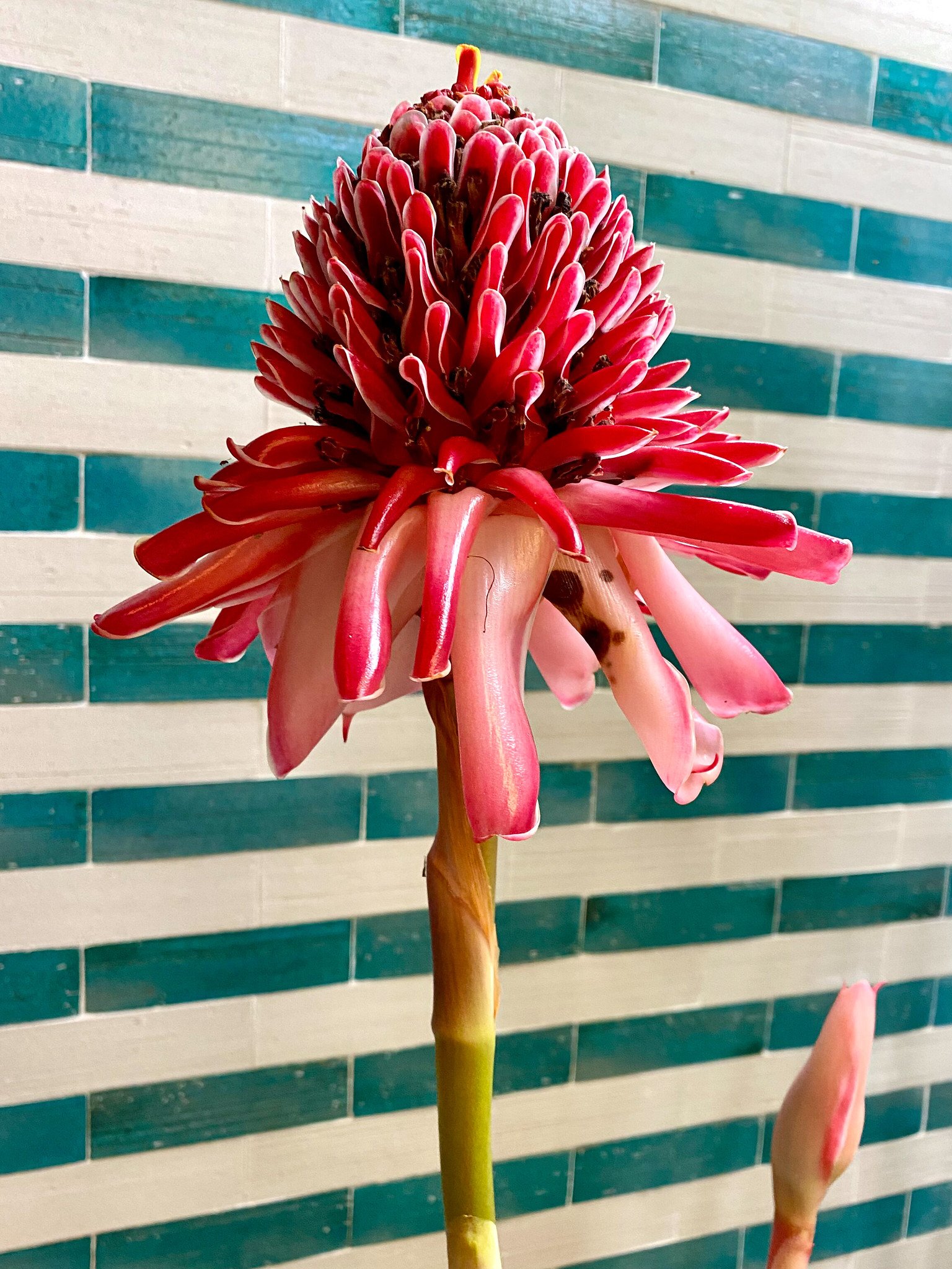Farm Hotels | Botanical Hotels | Botanical Gardens | Wellness Travel | Garden Hotels | Eco travel | eco hotel | Slow travel | landscape hotel | nature hotel | nature destination | room and wild | Brazil luxury Hotel | Uxua Casa Hotel & Spa