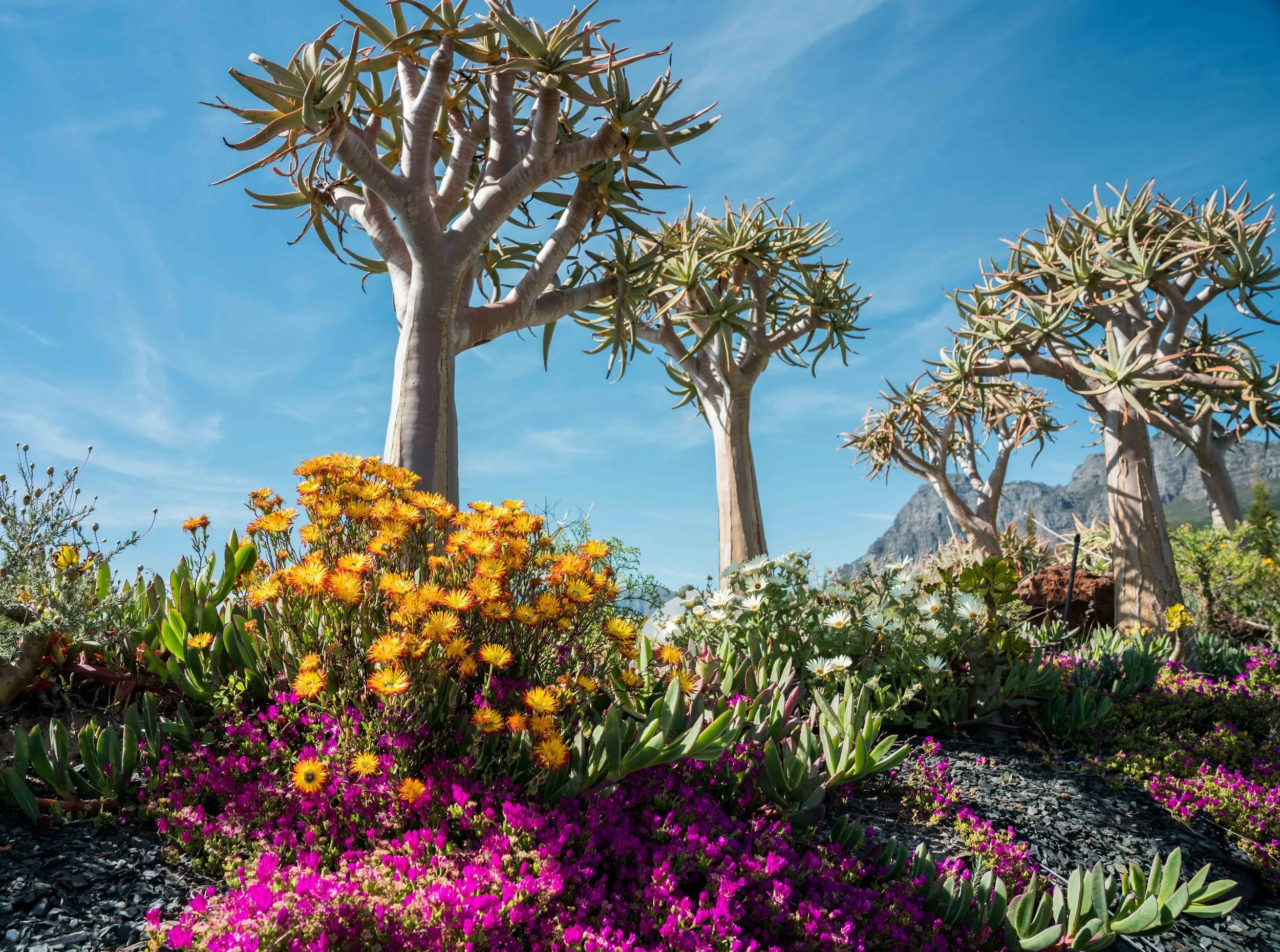Farm hotels | Botanical Hotels | Botanical Gardens | Wellness Travel | Garden Hotels | Eco travel | eco hotel | Slow travel | landscape hotel | nature hotel | nature destination | room and wild | South Africa luxury Hotel | Babylonstoren
