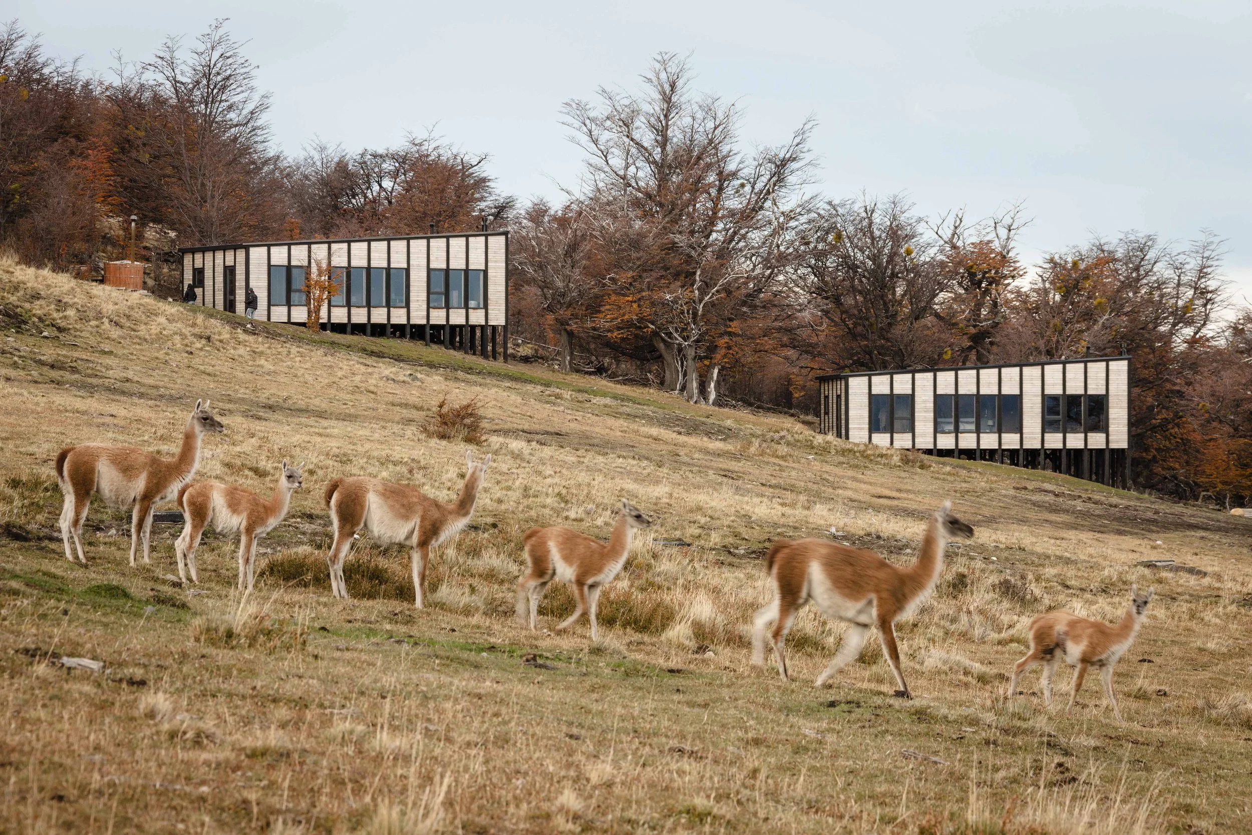 Adventure Travel | Wildlife Photography | landscape Photography | Slow travel | Eco travel | eco hotel  | landscape hotel | nature hotel | nature destination | room and wild | Chile luxury Hotel | Torres del Paine | Awasi Patagonia