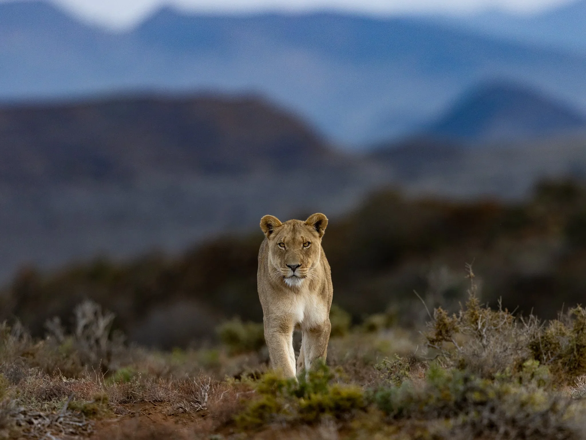 Adventure Travel | Wildlife Photography | landscape Photography | Slow travel | Eco travel | eco hotel  | landscape hotel | nature hotel | nature destination | room and wild | South Africa luxury Hotel | Little Karoo | Sanbona Wildlife Reserve