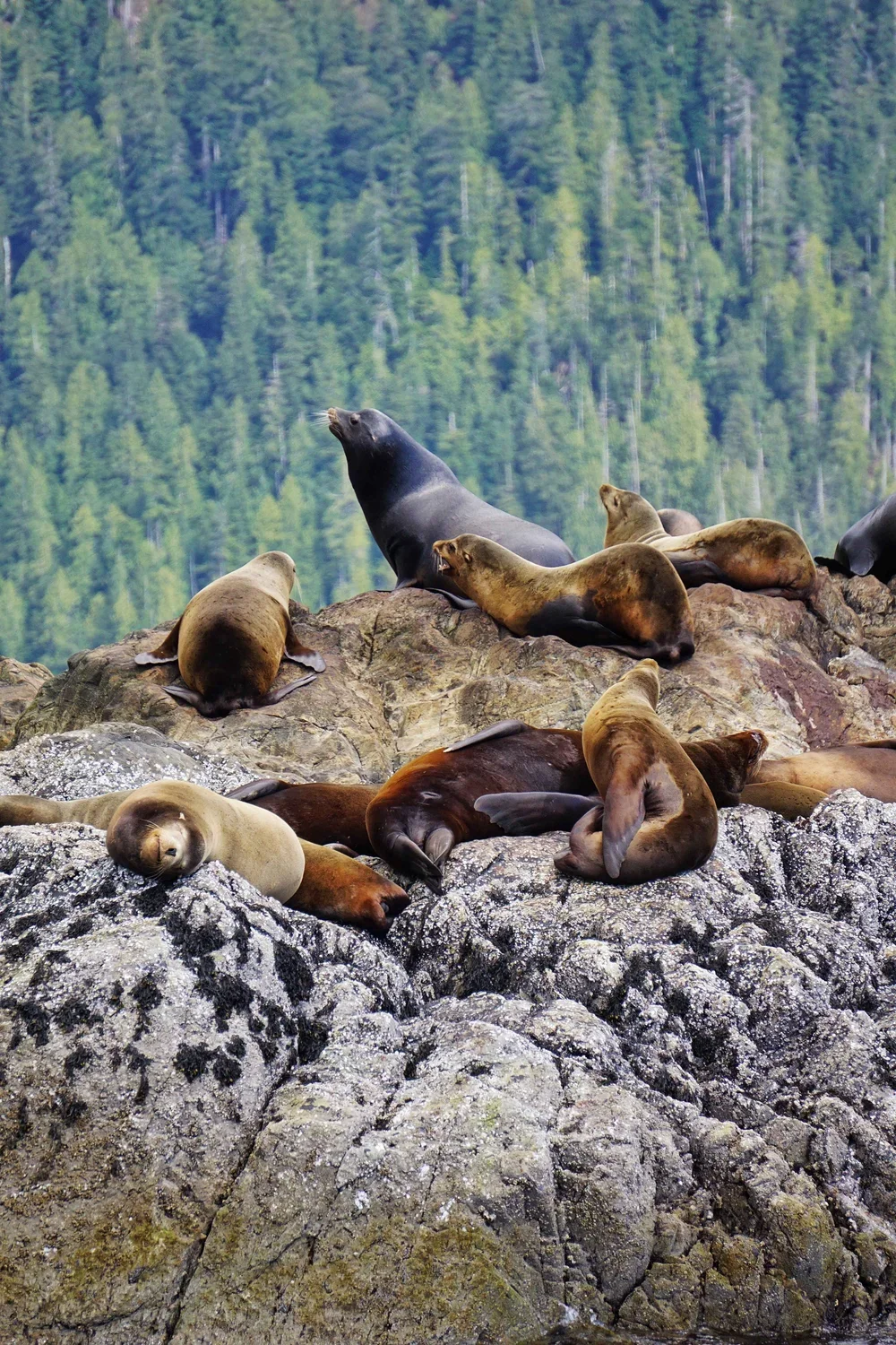 Sustainable Hotels | Tofino Hotel | Eco travel | eco hotel | Slow travel | landscape hotel | nature hotel | nature destination | room and wild | canada boutique Hotel | The Wickaninish Inn