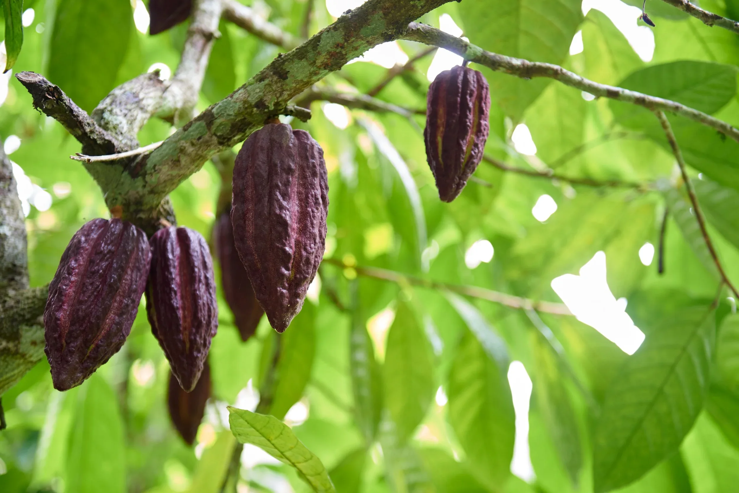 Mexico eco Hotel | Eco travel | eco hotel | adventure hotel | landscape hotel | nature hotel | nature destination | room and wild | cacao | experiential travel | Playa Viva