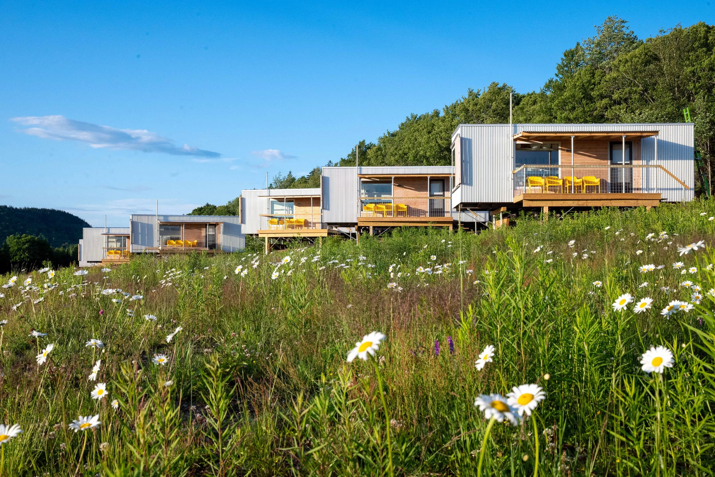 meadow_cabins_daisies_hillside (1).jpg