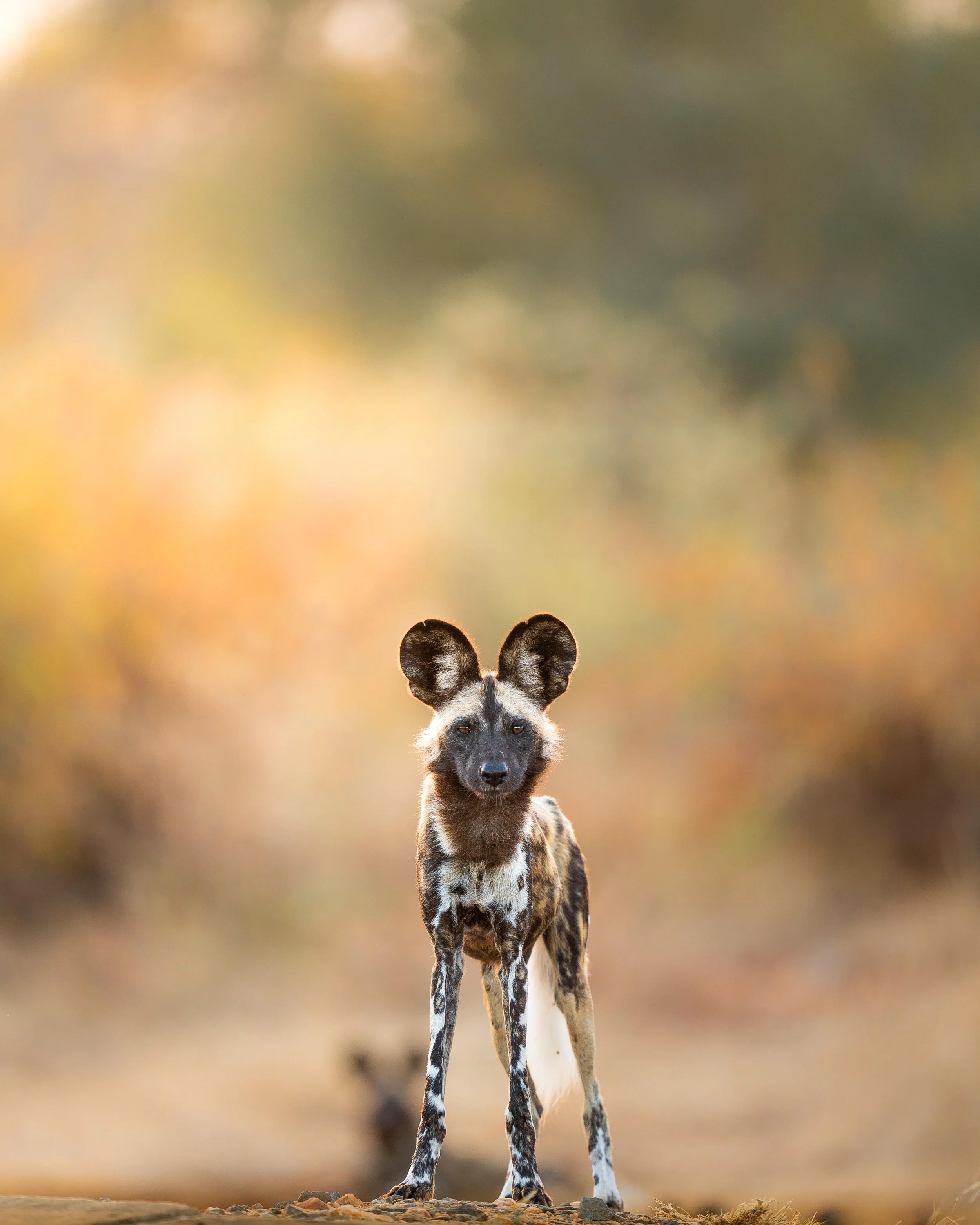 South Africa Hotel | Wellness Hotel | Landscape Hotel | Nature Hotel | Safari Hotel | Kruger National Park | Peter Eastwood | Conservation | Koru Camp | Sashwa River of Stars