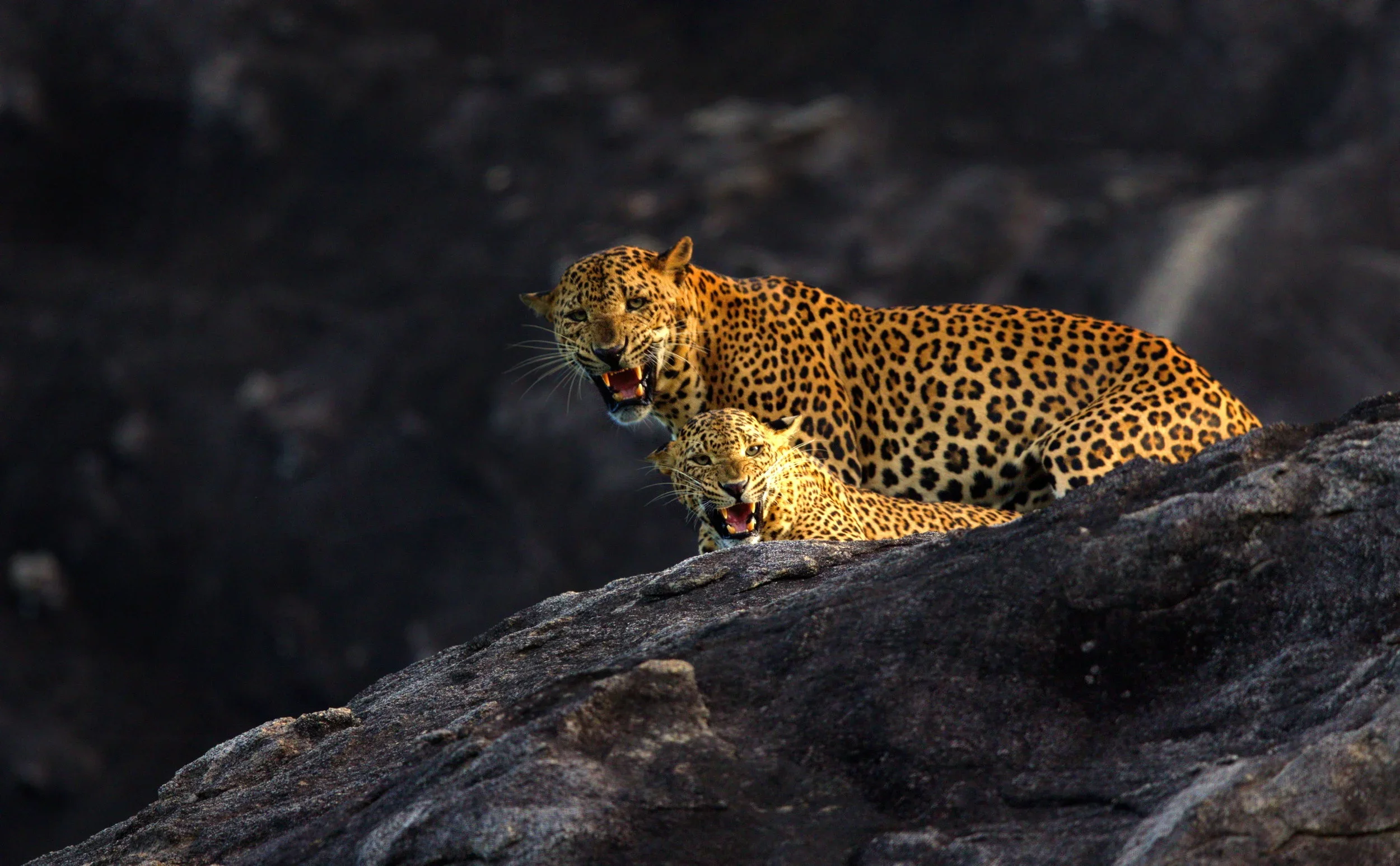 Adventure Travel | Wildlife Photography | landscape Photography | Slow travel | Eco travel | eco hotel  | landscape hotel | nature hotel | nature destination | room and wild | Sri Lanka luxury Hotel | Yala National Park | Wild Coast Tented Lodge