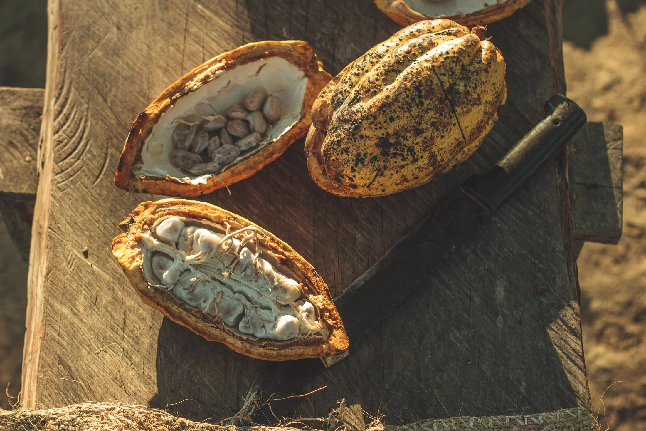 Colombia Eco Hotel | Eco travel | eco hotel | adventure hotel | landscape hotel | nature hotel | nature destination | room and wild | cacao | experiential travel | La Manigua Lodge