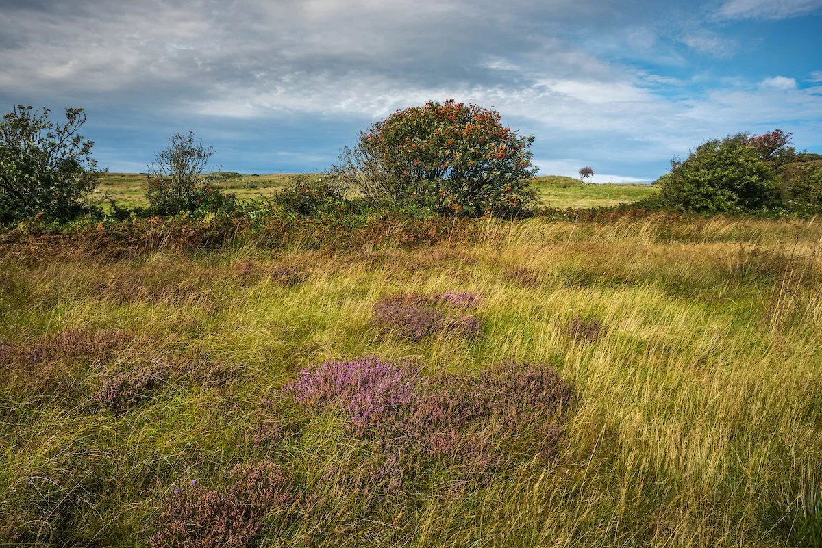 Sustainable Brand | Nature Destination | Experiential travel | Travel Guide | Gin Tasting | Foraging | Sustainable Business |  Islay Scotland | Travel Scotland | Botanist Gin | Bruichladdich Distillery | Room and Wild | Kate Hannett