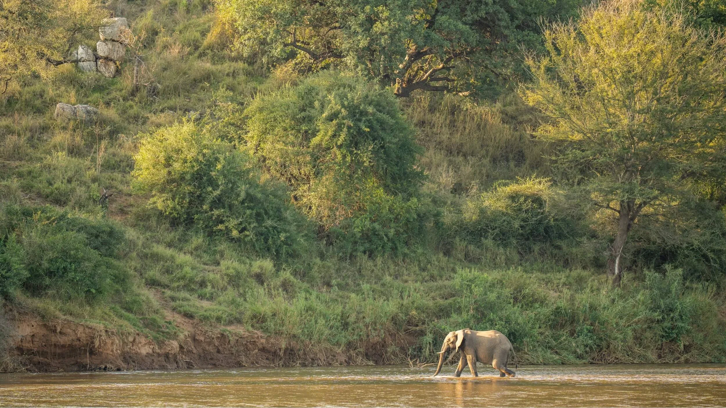 safari hotel | luxury south africa hotel | adventure | Eco travel | eco hotel | landscape hotel | nature hotel | nature destination | room and wild | luxury hotel | conservation | Sashwa River of Stars