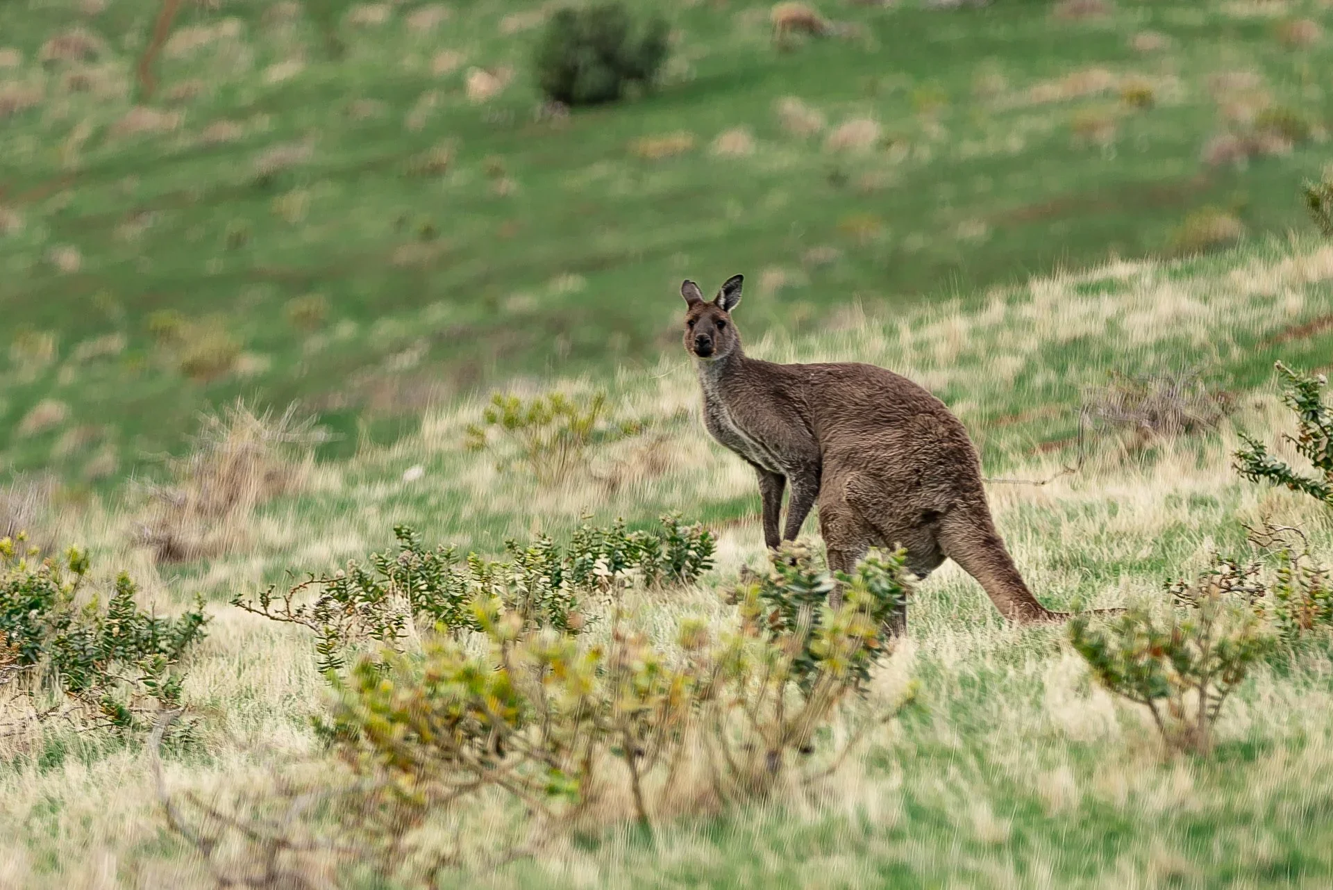 Adventure Travel | Wildlife Photography | landscape Photography | Slow travel | Eco travel | eco hotel  | landscape hotel | nature hotel | nature destination | room and wild | Australia luxury Hotel | Fleurieu Peninsula | Naiko Retreat