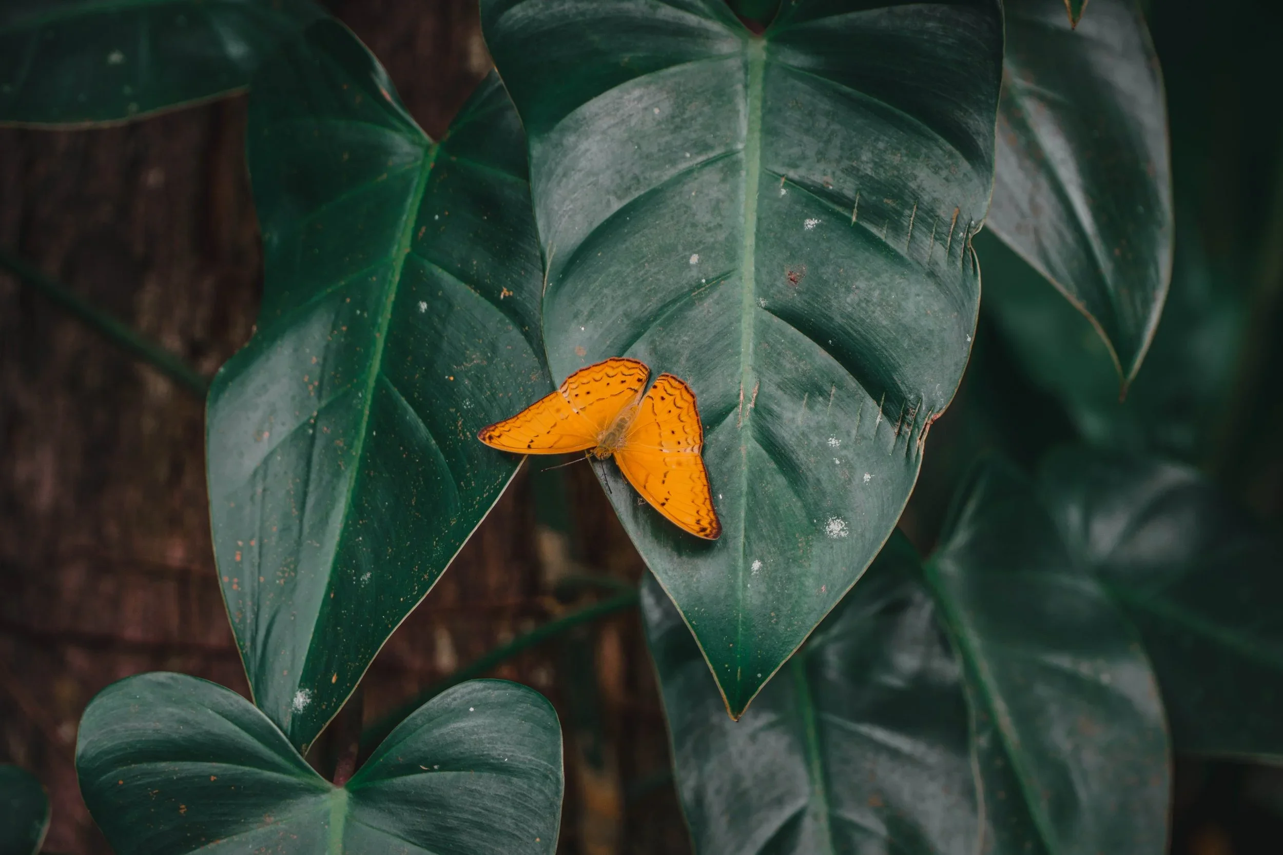 Eco travel | eco hotel | luxury hotel Cambodia | | adventure hotel | landscape hotel | nature hotel | nature destination | room and wild | Cambodia Hotel |  Shinta Mani Wild