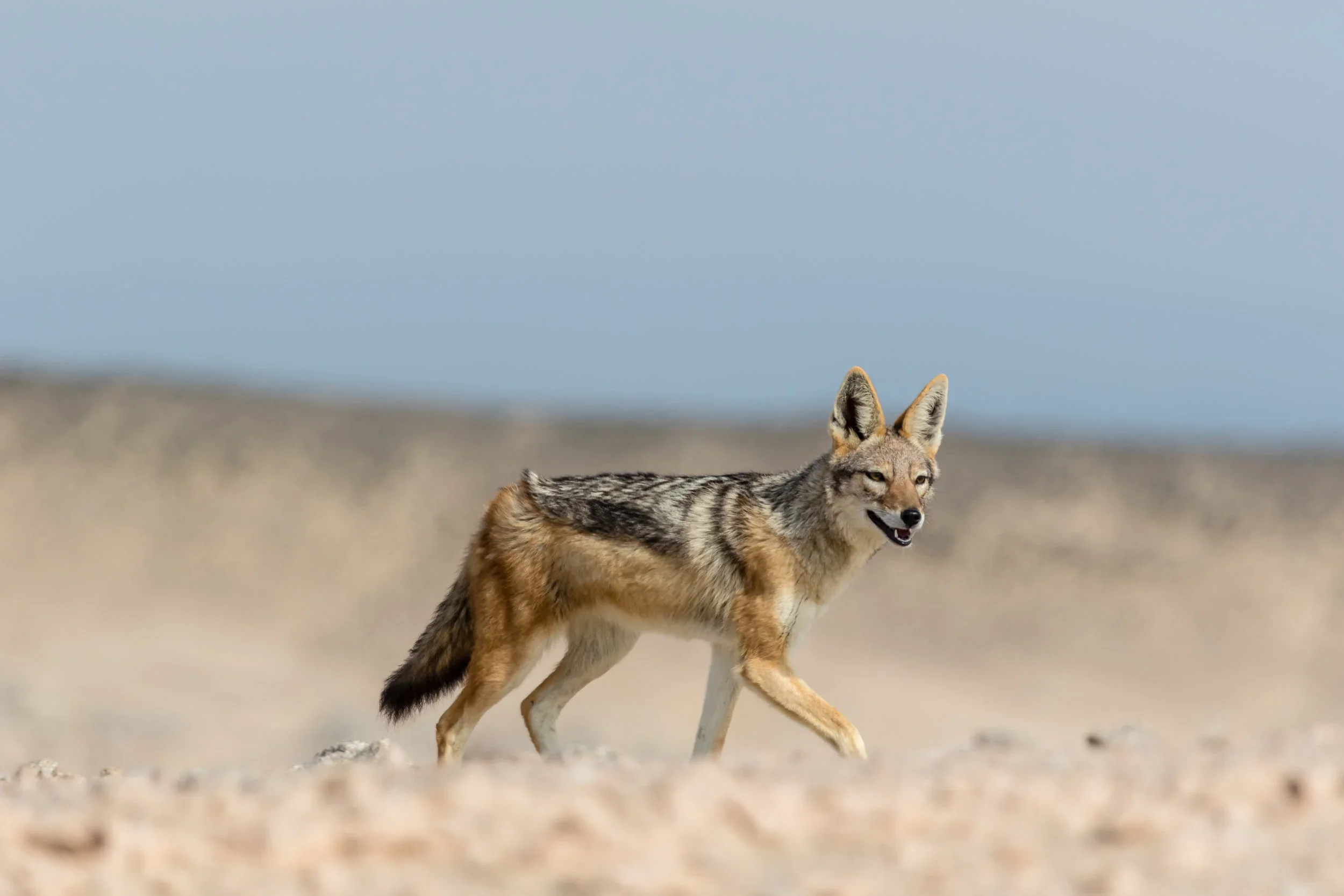 Adventure Travel | Wildlife Photography | landscape Photography | Slow travel | Eco travel | eco hotel  | landscape hotel | nature hotel | nature destination | room and wild | Namibia luxury Hotel | Skeleton Coast | Shipwreck Lodge