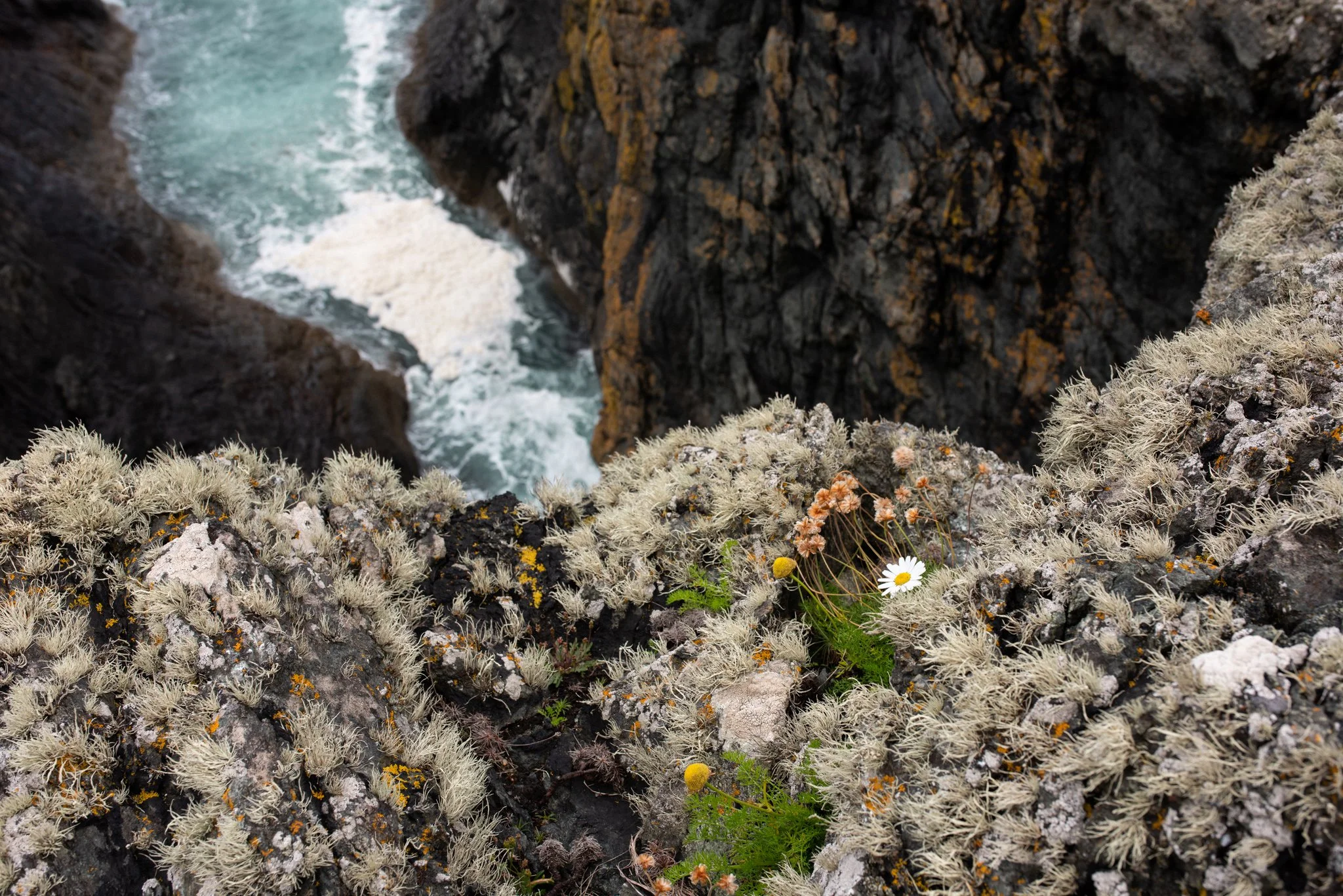 Sustainable Brand | Nature Destination | Experiential travel | Travel Guide | Gin Tasting | Foraging | Sustainable Business |  Islay Scotland | Travel Scotland | Botanist Gin | Bruichladdich Distillery | Room and Wild | Kate Hannett