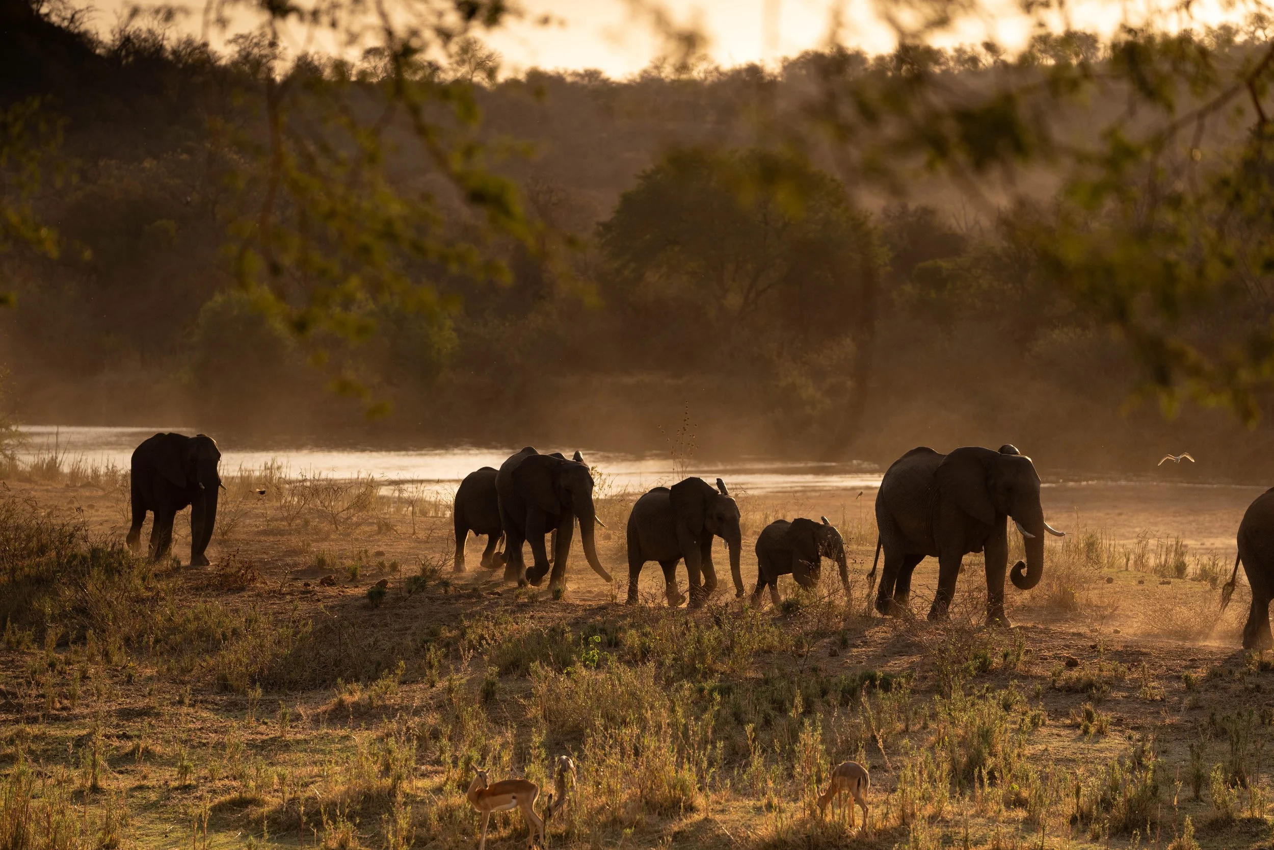South Africa Hotel | Wellness Hotel | Landscape Hotel | Nature Hotel | Safari Hotel | Kruger National Park | Peter Eastwood | Conservation | Koru Camp | Sashwa River of Stars