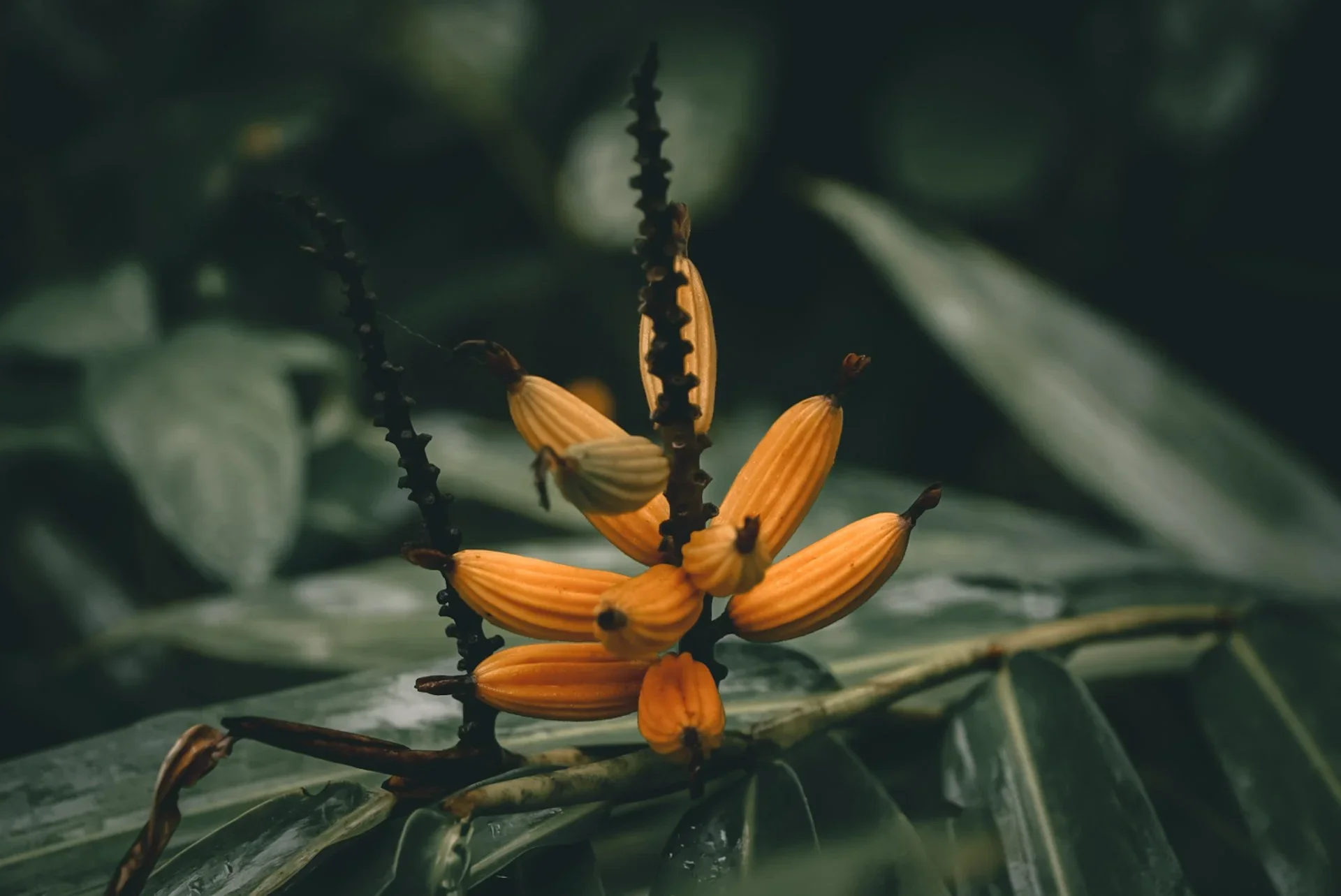 Adventure Hotels | Botanical Hotels | Botanical Gardens | Wellness Travel | Garden Hotels | Eco travel | eco hotel | Slow travel | landscape hotel | nature hotel | nature destination | room and wild | Cambodia luxury Hotel | Shinta Mani Wild