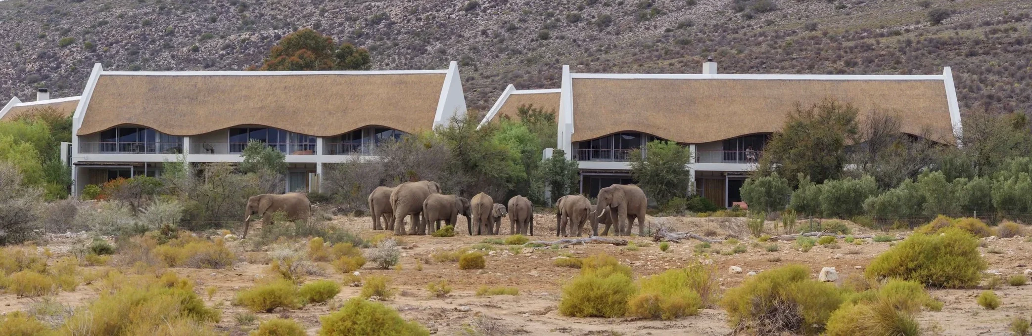Family Hotels | Multigenerational travel | family travel| Eco travel | eco hotel | Slow travel | landscape hotel | nature hotel | nature destination | room and wild | South Africa luxury Hotel | Safari Hotel | Sanbona Wildlife Reserve