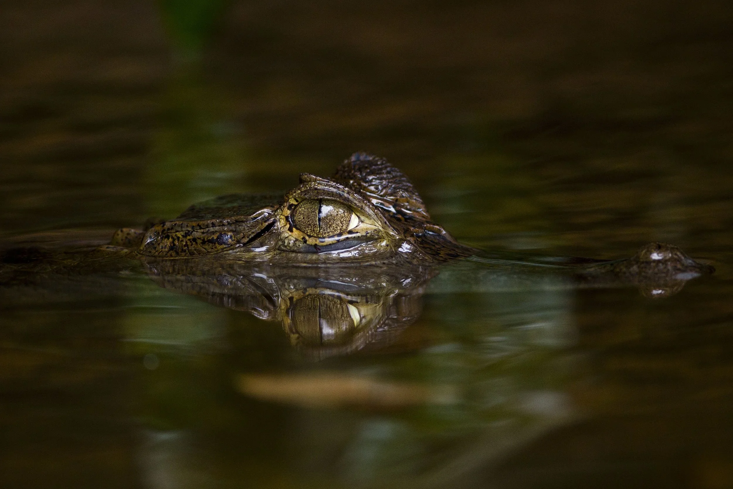 Adventure Travel | Wildlife Photography | landscape Photography | Slow travel | Eco travel | eco hotel  | landscape hotel | nature hotel | nature destination | room and wild | Brazil luxury Hotel | Amazon | Cristalino Lodge