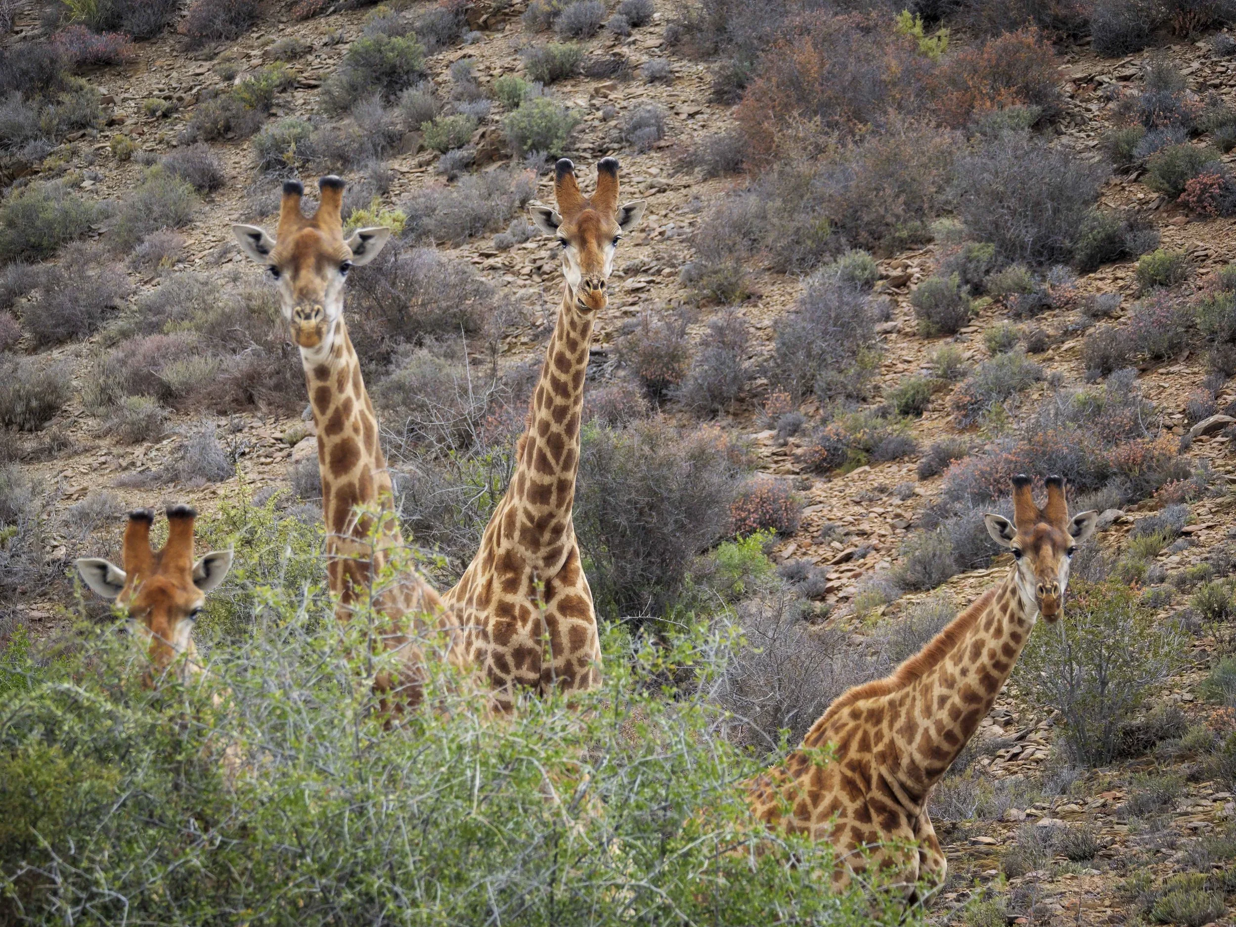 Adventure Travel | Wildlife Photography | landscape Photography | Slow travel | Eco travel | eco hotel  | landscape hotel | nature hotel | nature destination | room and wild | South Africa luxury Hotel | Little Karoo | Sanbona Wildlife Reserve