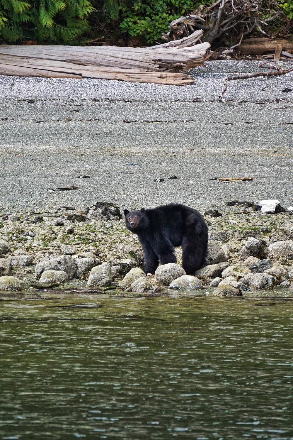 Adventure Travel | Wildlife Photography | landscape Photography | Slow travel | Eco travel | eco hotel  | landscape hotel | nature hotel | nature destination | room and wild | Canada luxury Hotel | Tofino | Wickaninnish Inn
