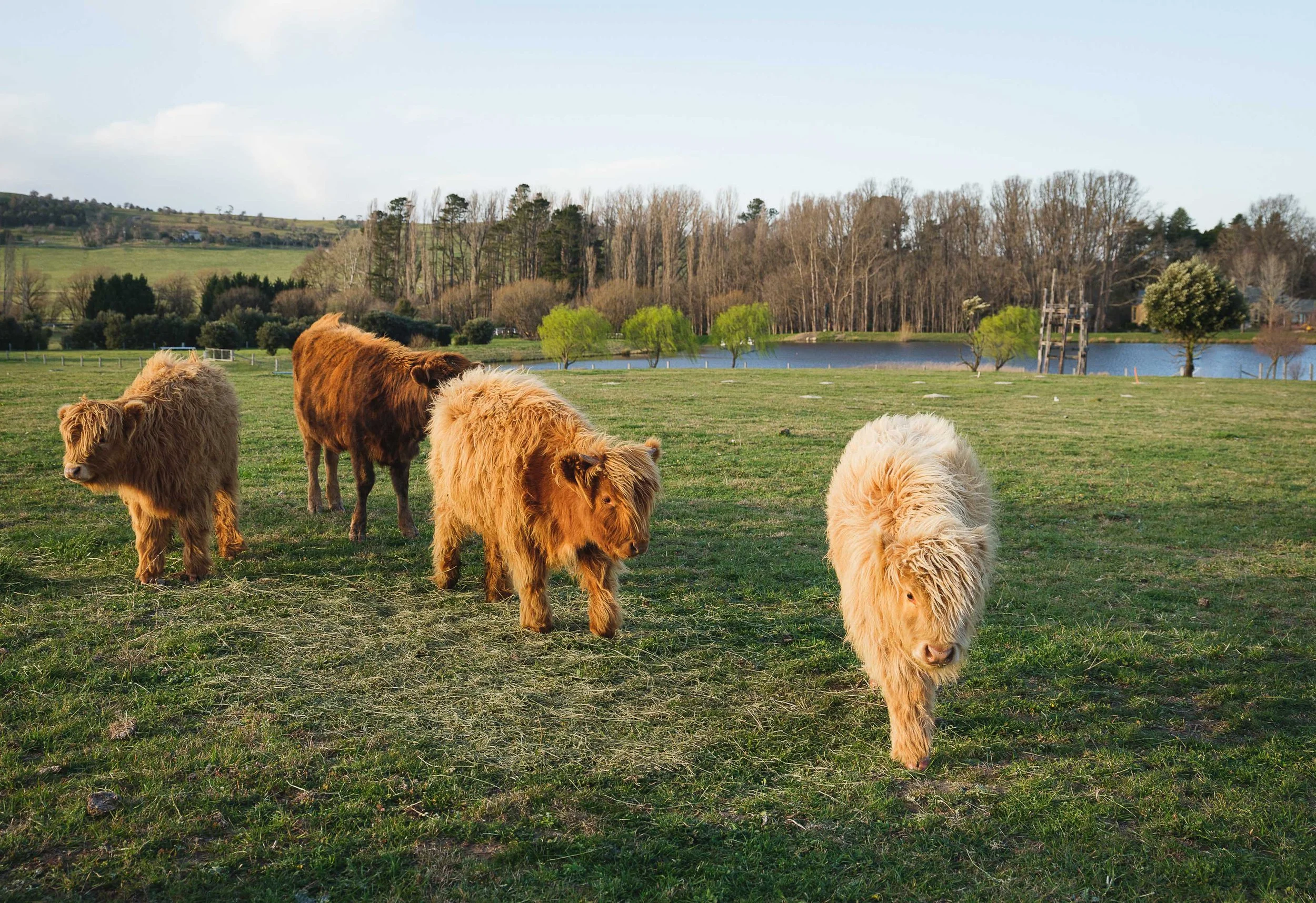 Farm Hotels | Agriculture Hotels | Agrotourism | Farmhouse | Eco travel | eco hotel | Slow travel | landscape hotel | nature hotel | nature destination | room and wild | Australia luxury Hotel | New South Wales | Mona Farm