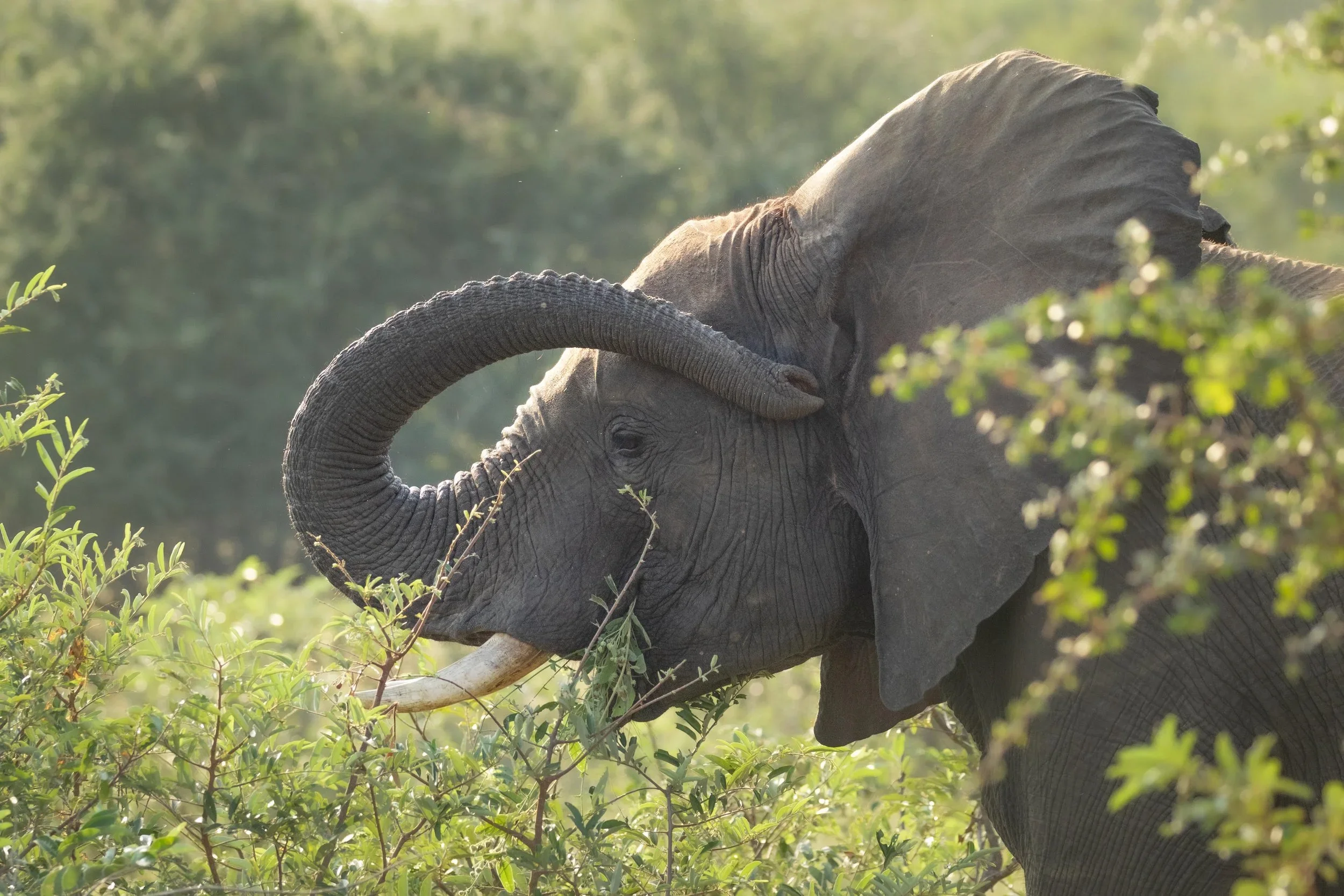 South Africa Hotel | Wellness Hotel | Landscape Hotel | Nature Hotel | Safari Hotel | Kruger National Park | Peter Eastwood | Conservation | Koru Camp | Sashwa River of Stars