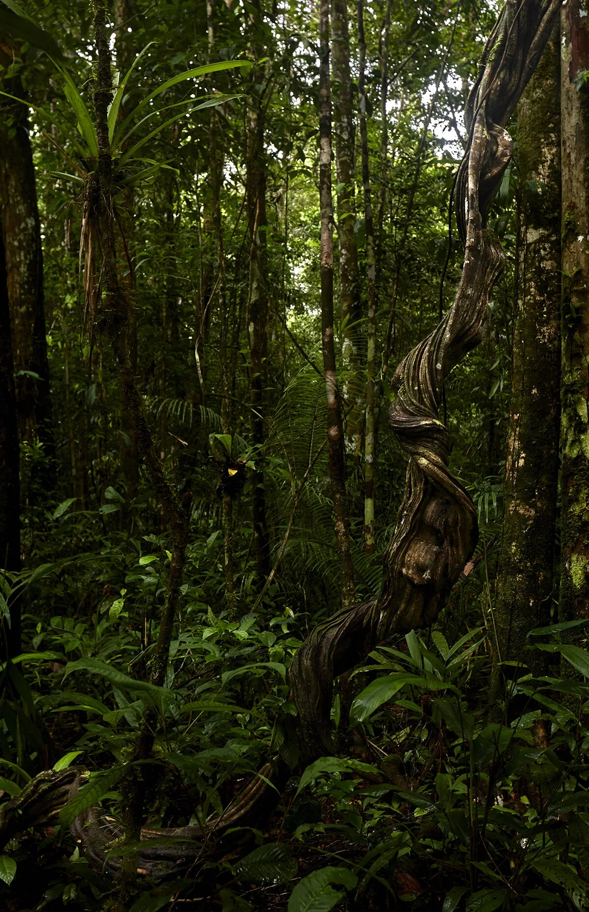 Colombia Hotels | adventure travel | Eco travel | eco hotel |  landscape hotel | nature hotel | nature destination | room and wild | The Amazon | Calanoa Jungle Lodge