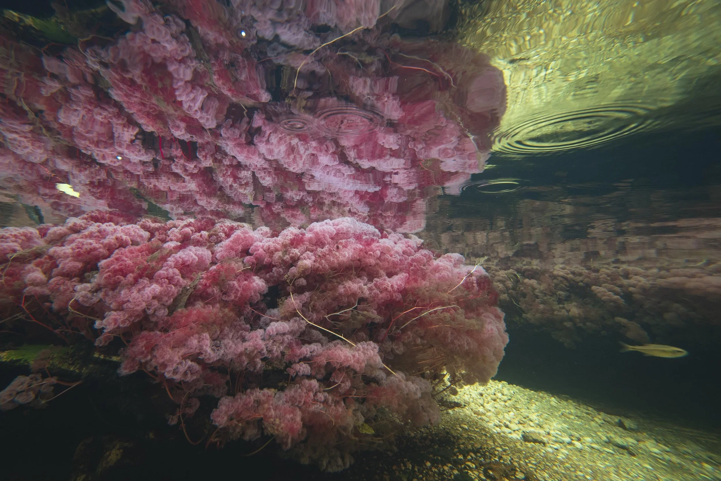 Eco travel | eco hotel | Caño Cristales | adventure hotel | landscape hotel | nature hotel | nature destination | room and wild | Colombia Hotel |  La Manigua Lodge