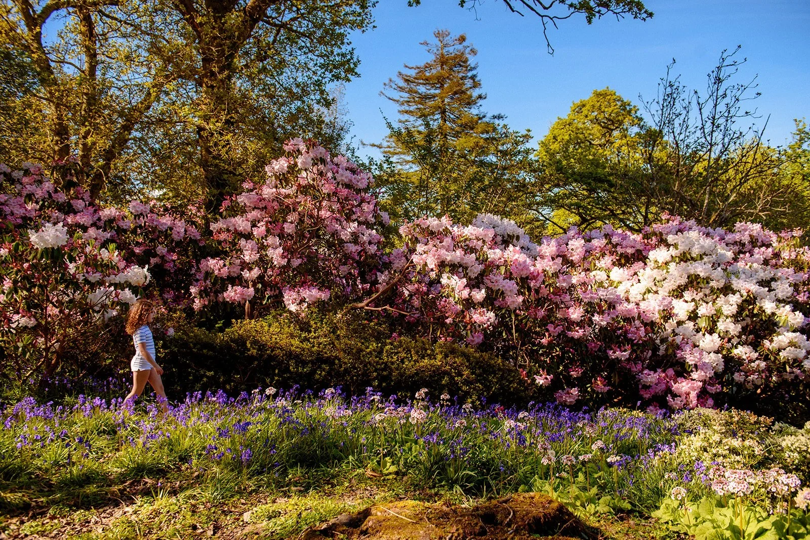 Botanical Hotels | Botanical Gardens | Wellness Travel | Garden Hotels | Eco travel | eco hotel | Slow travel | landscape hotel | nature hotel | nature destination | room and wild | Ireland luxury Hotel | Mount Congreve Gardens