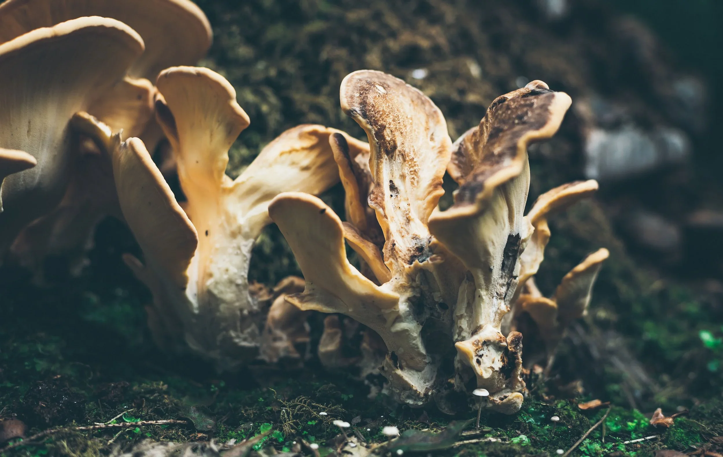 Mount Congreve Gardens | Garden Hotels | Ireland Hotels | Nature Hotels | Eco travel | eco luxury | nature destination | Landscape Hotels | Waterford hotels | Mount Congreve Gardens and Country Estate