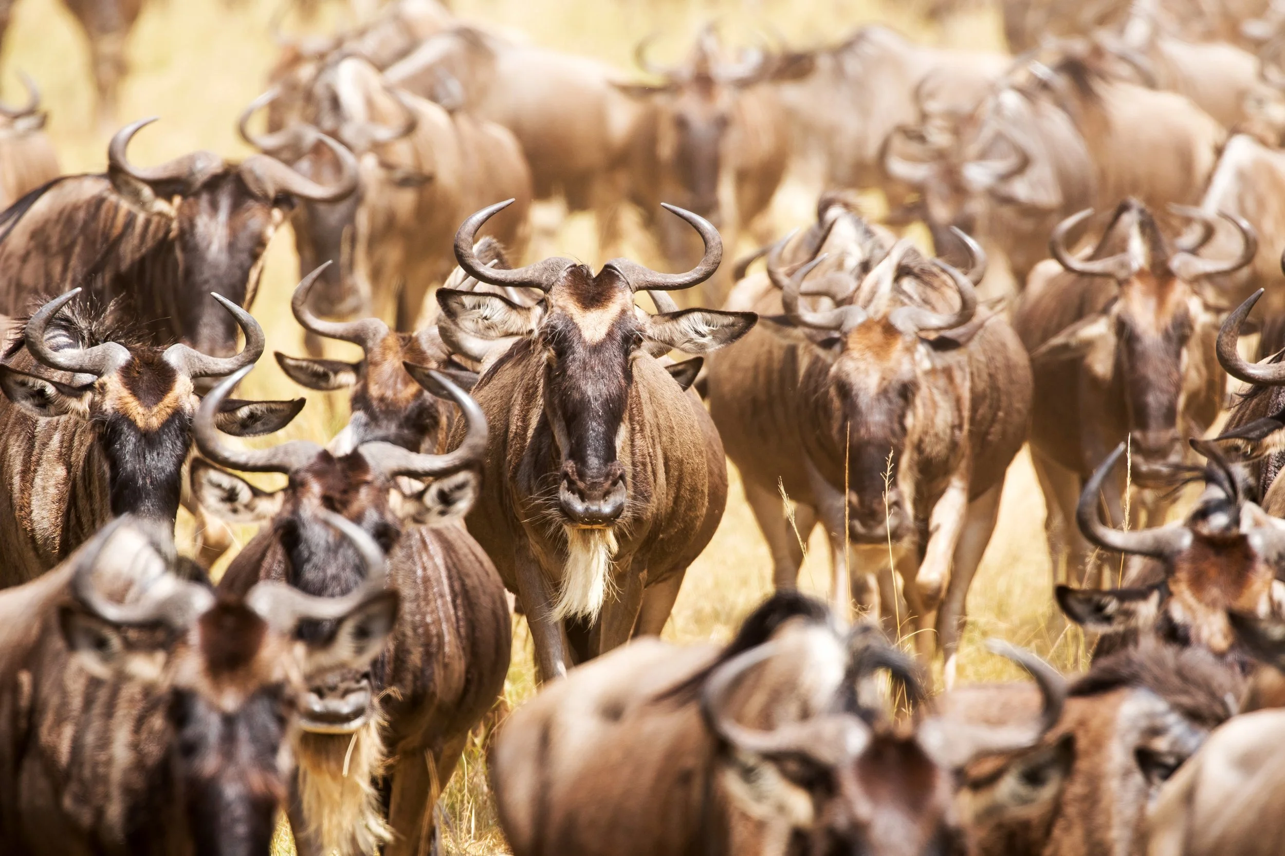 Adventure Travel | Wildlife Photography | landscape Photography | Slow travel | Eco travel | eco hotel  | landscape hotel | nature hotel | nature destination | room and wild | Kenya luxury Hotel | Maasai Mara | Angama Mara Safari Lodge