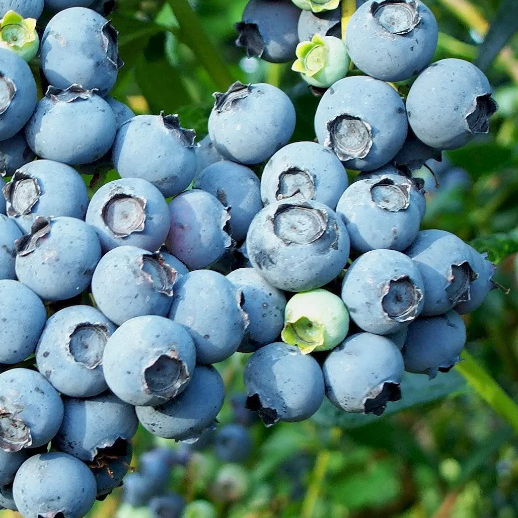 Blueberry