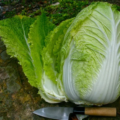 Cabbage: Napa
