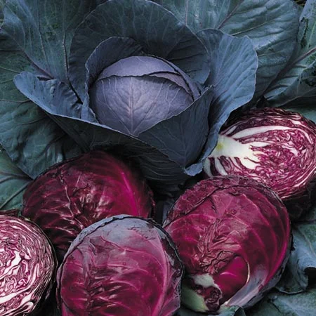 Cabbage: Red
