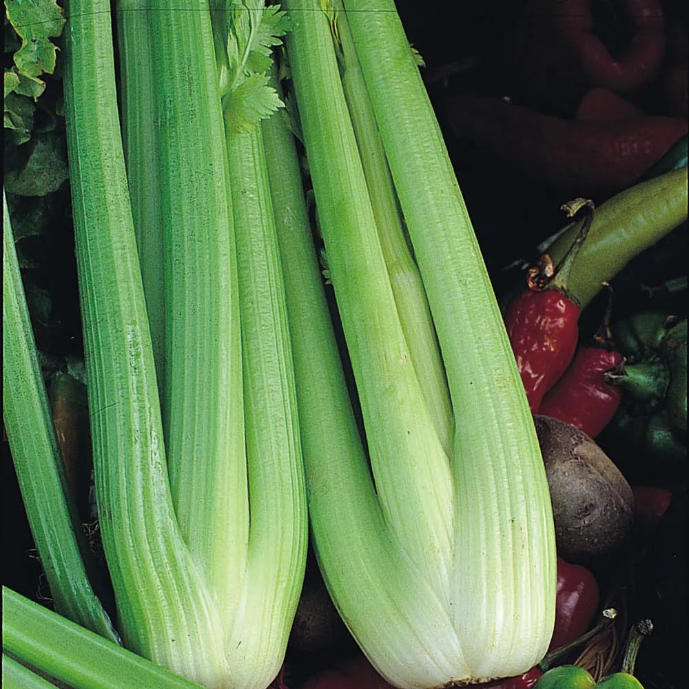 Celery