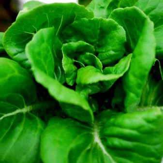 Lettuce: Butter