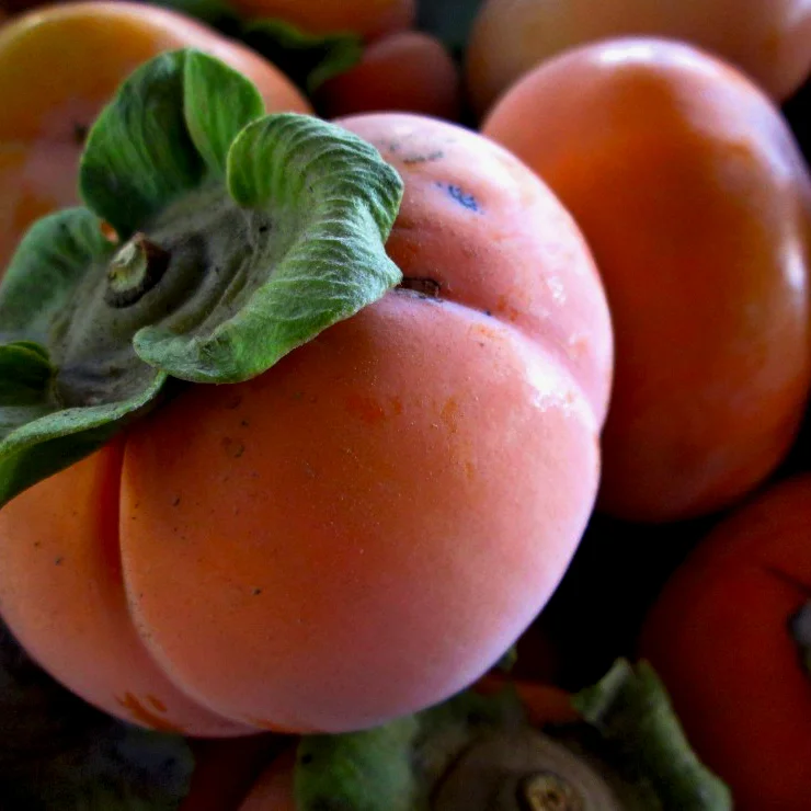 Persimmon