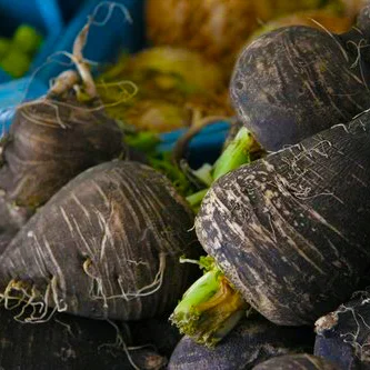 Radish: Black Spanish