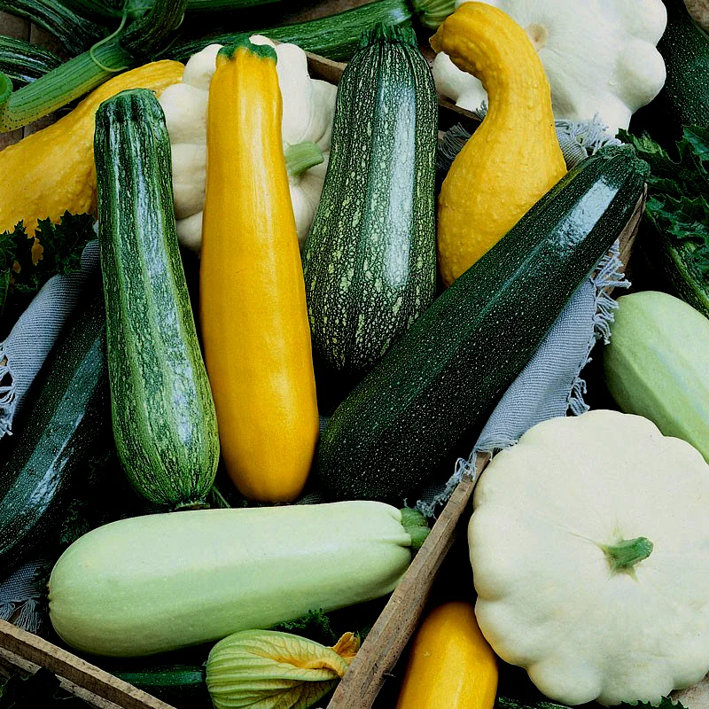 Summer Squash