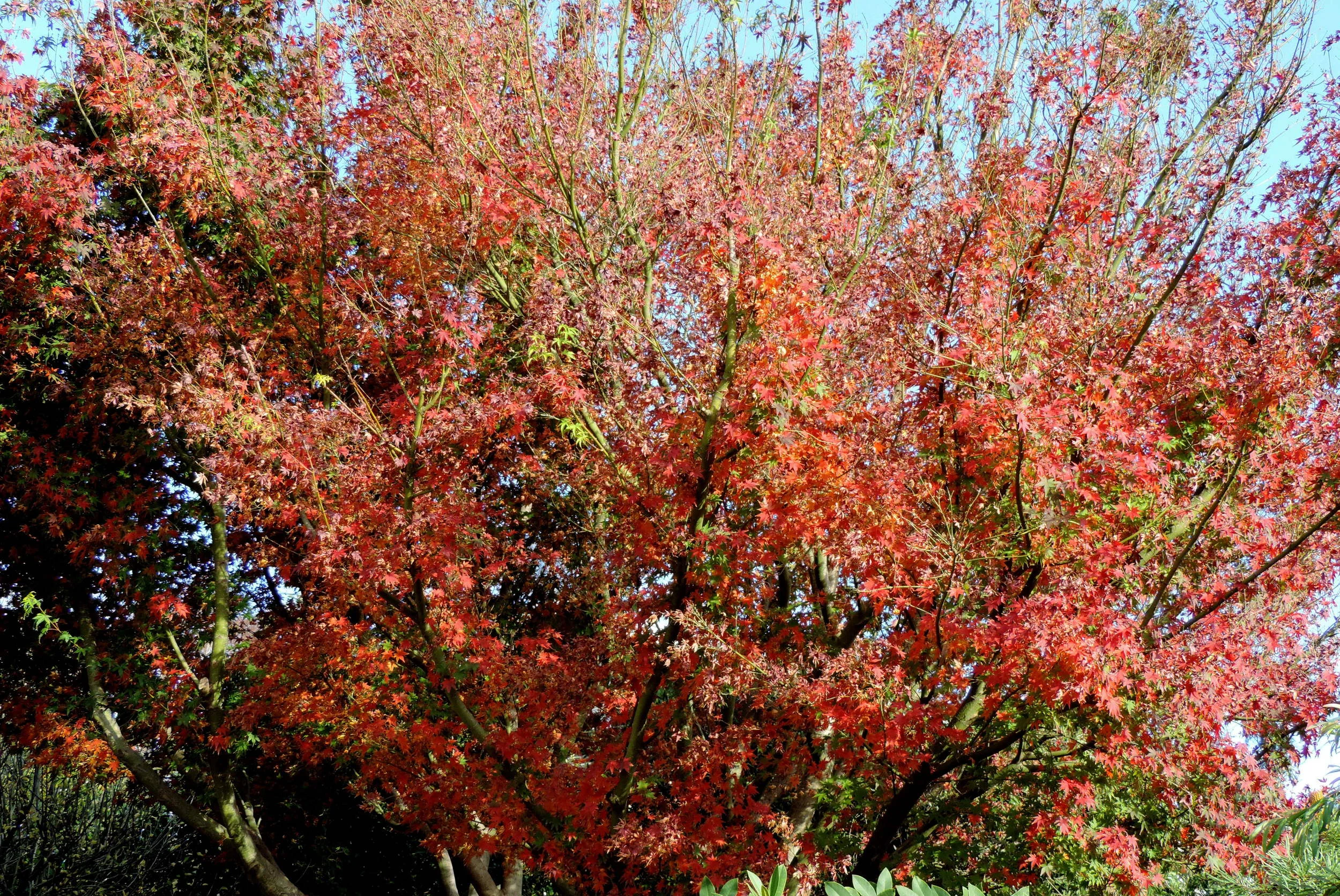 Our Beautiful Japanese Maple 