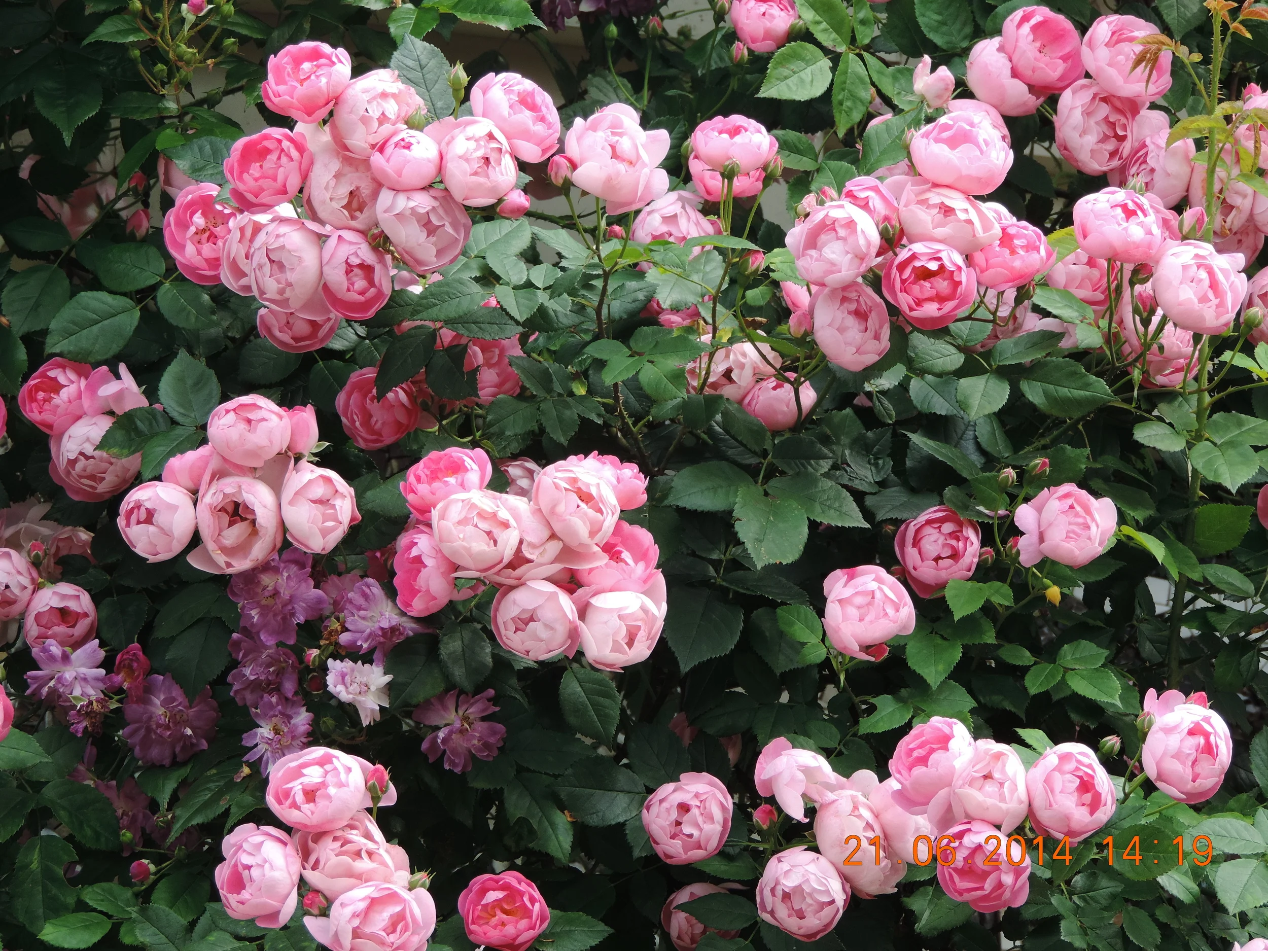 DSCN1462.JPG