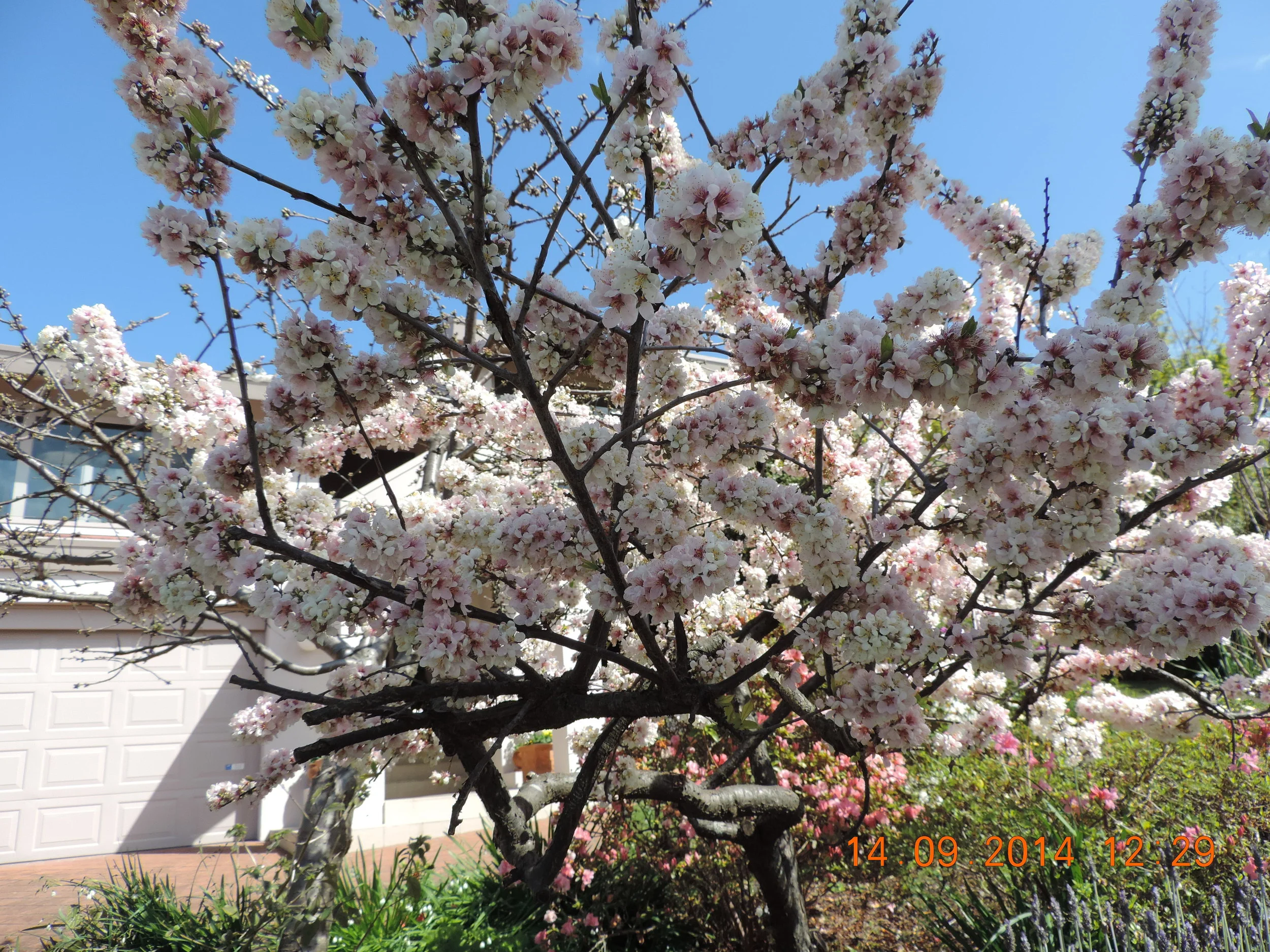 A perfect day to celebrate Poppy's birthday at home in Glen Waverley. 