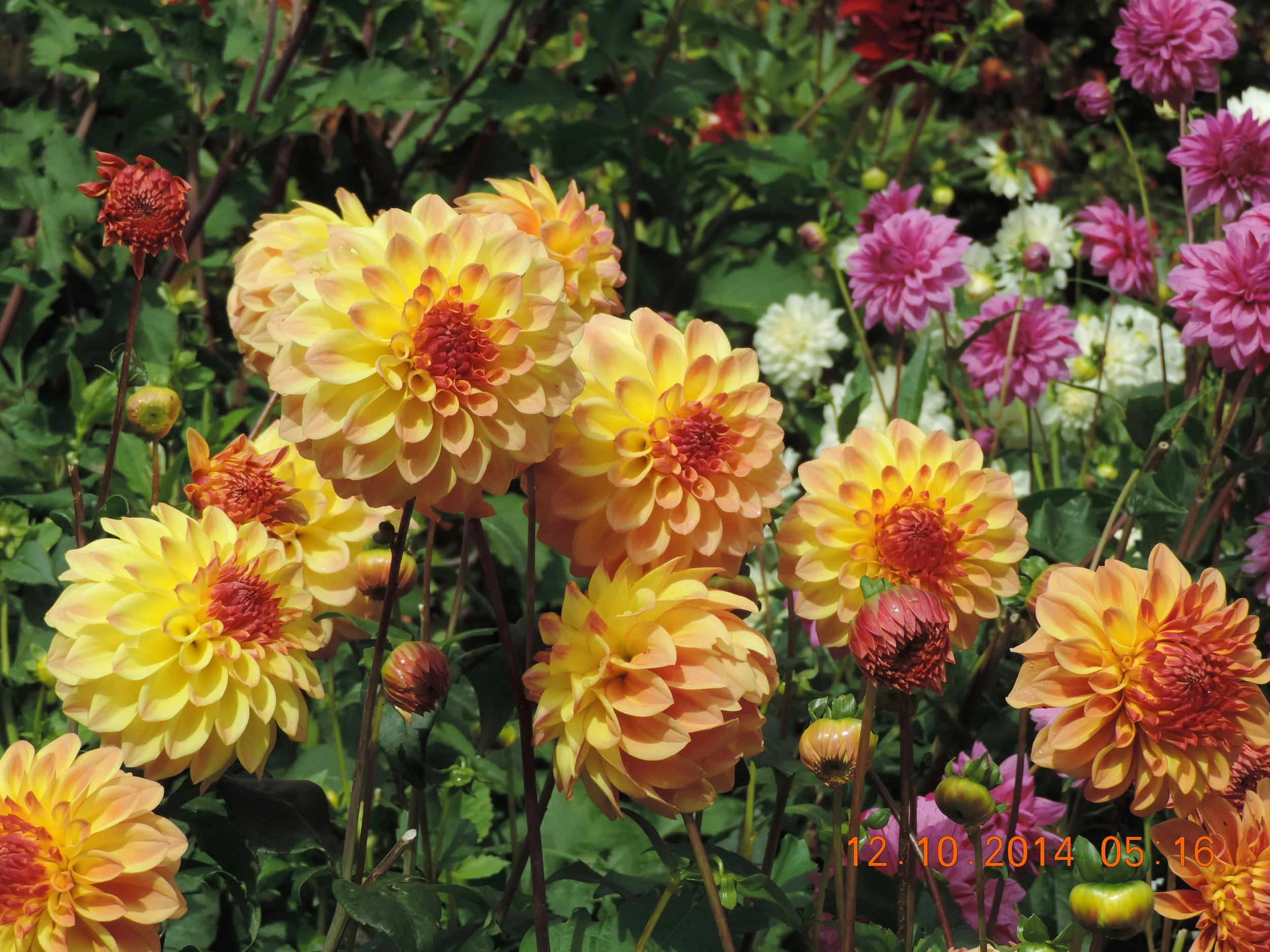 DSCN3291.JPG