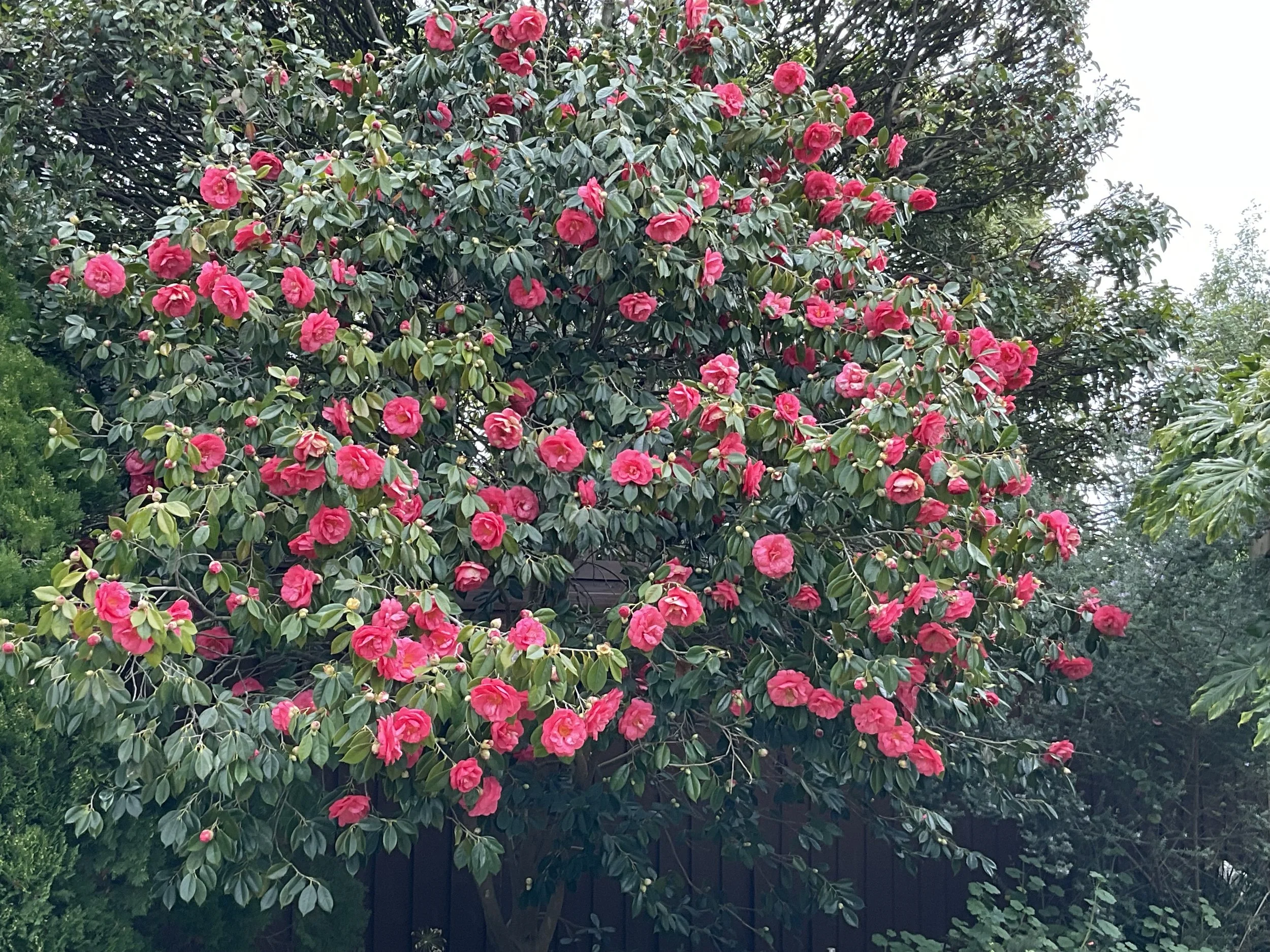 IMG_0498.jpeg