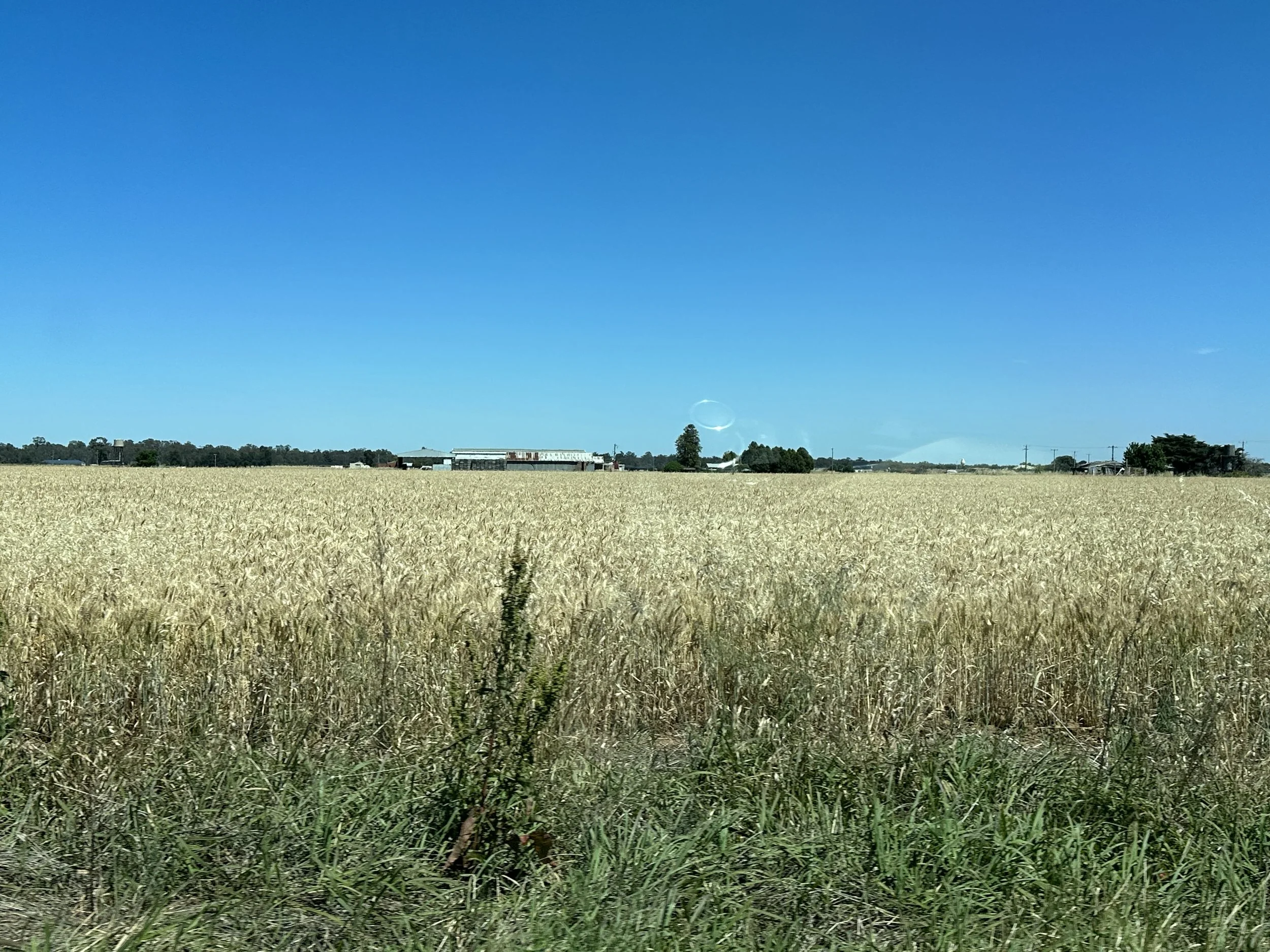 IMG_4565.jpeg