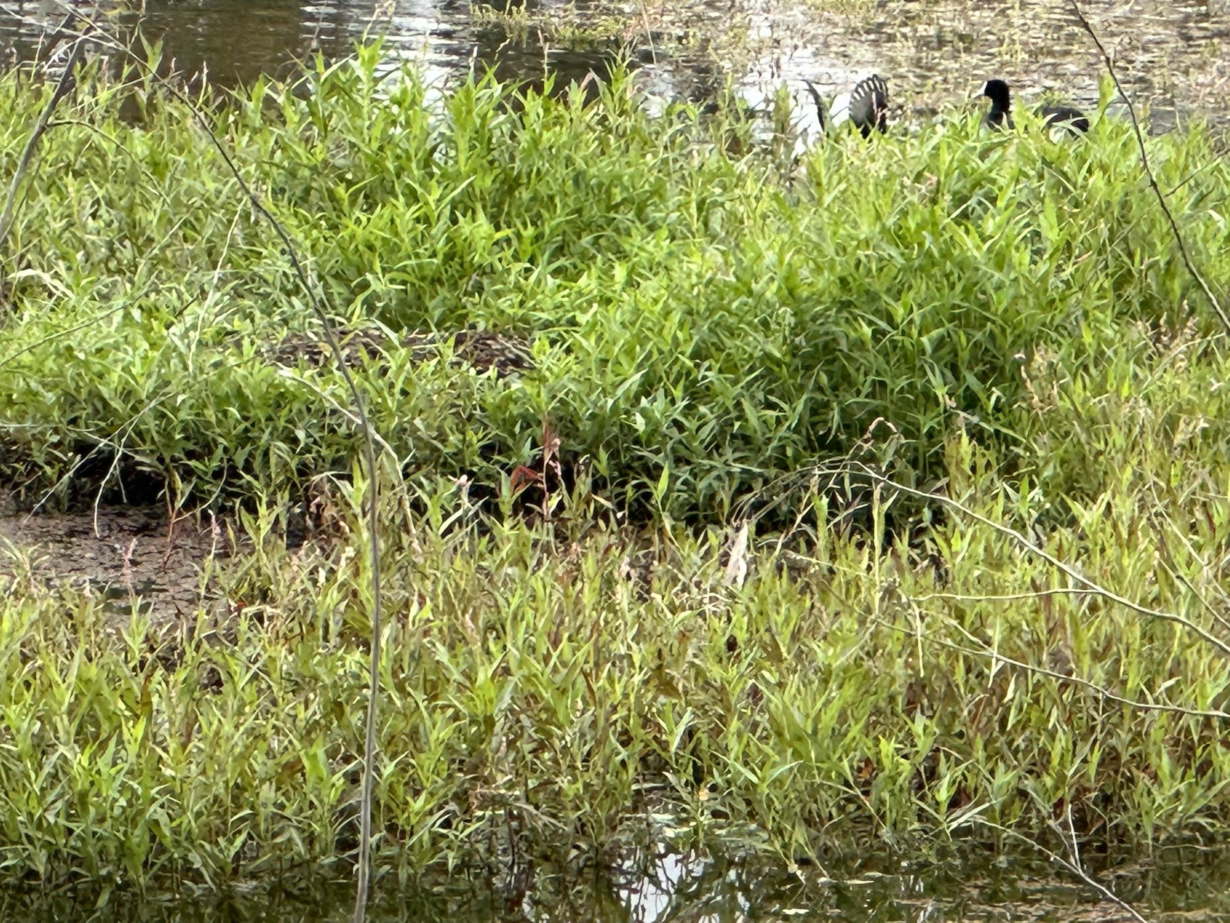 IMG_5001.jpeg
