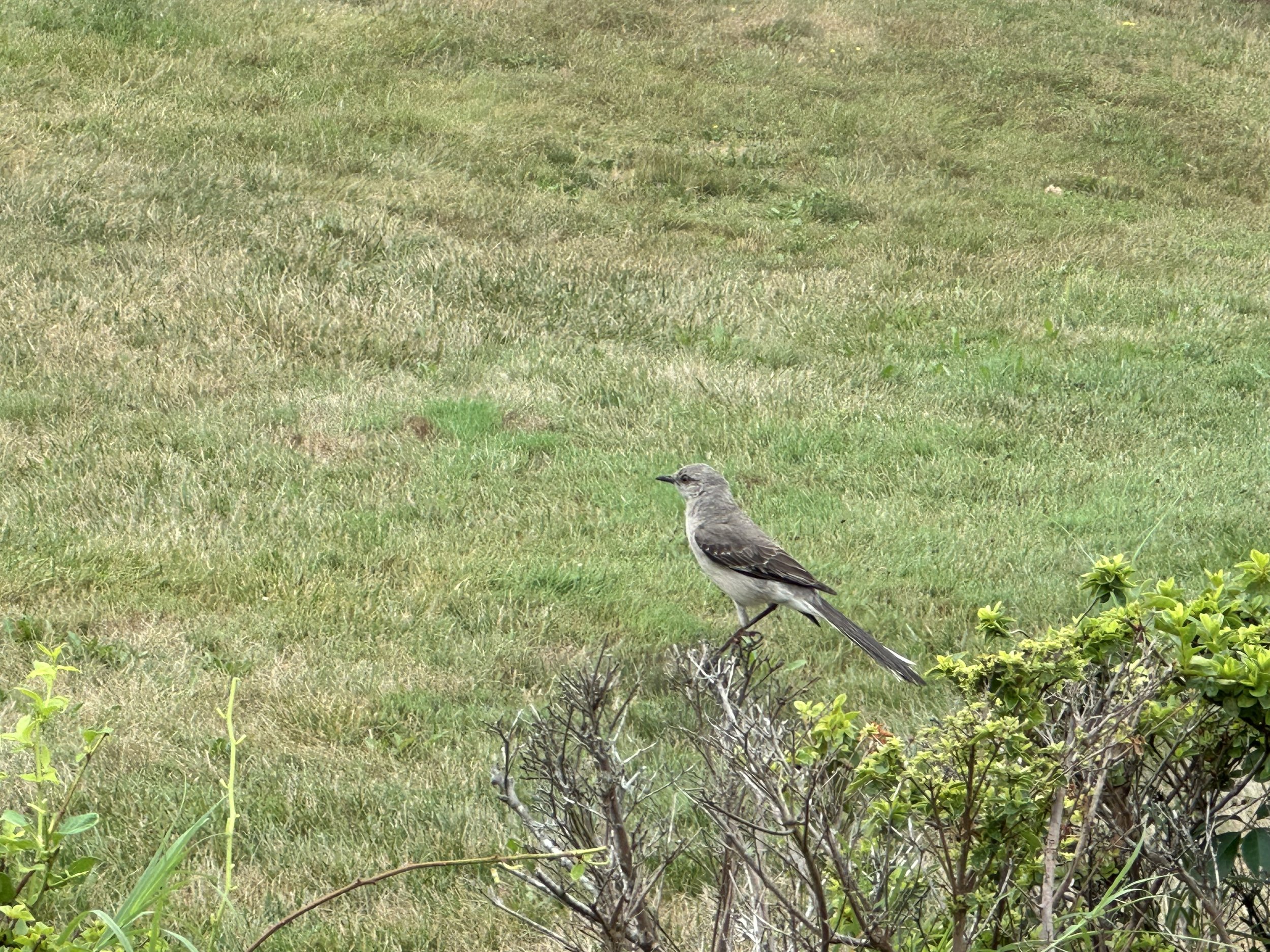 IMG_1512.jpeg